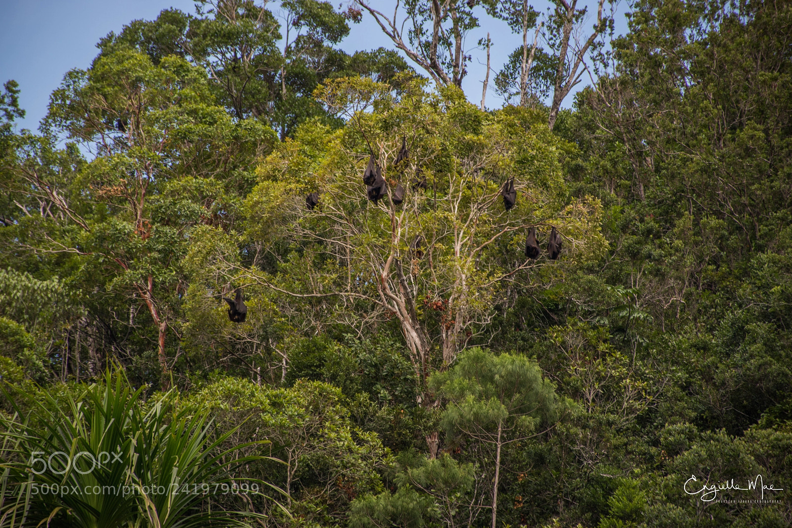 Nikon D5500 sample photo. Sohoton photography
