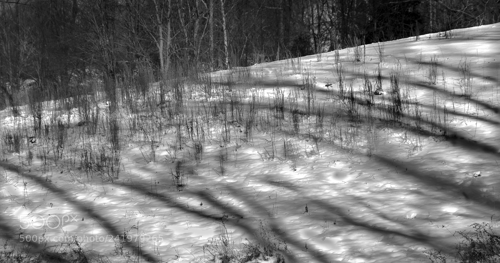 Nikon D7100 sample photo. Broomsage photography