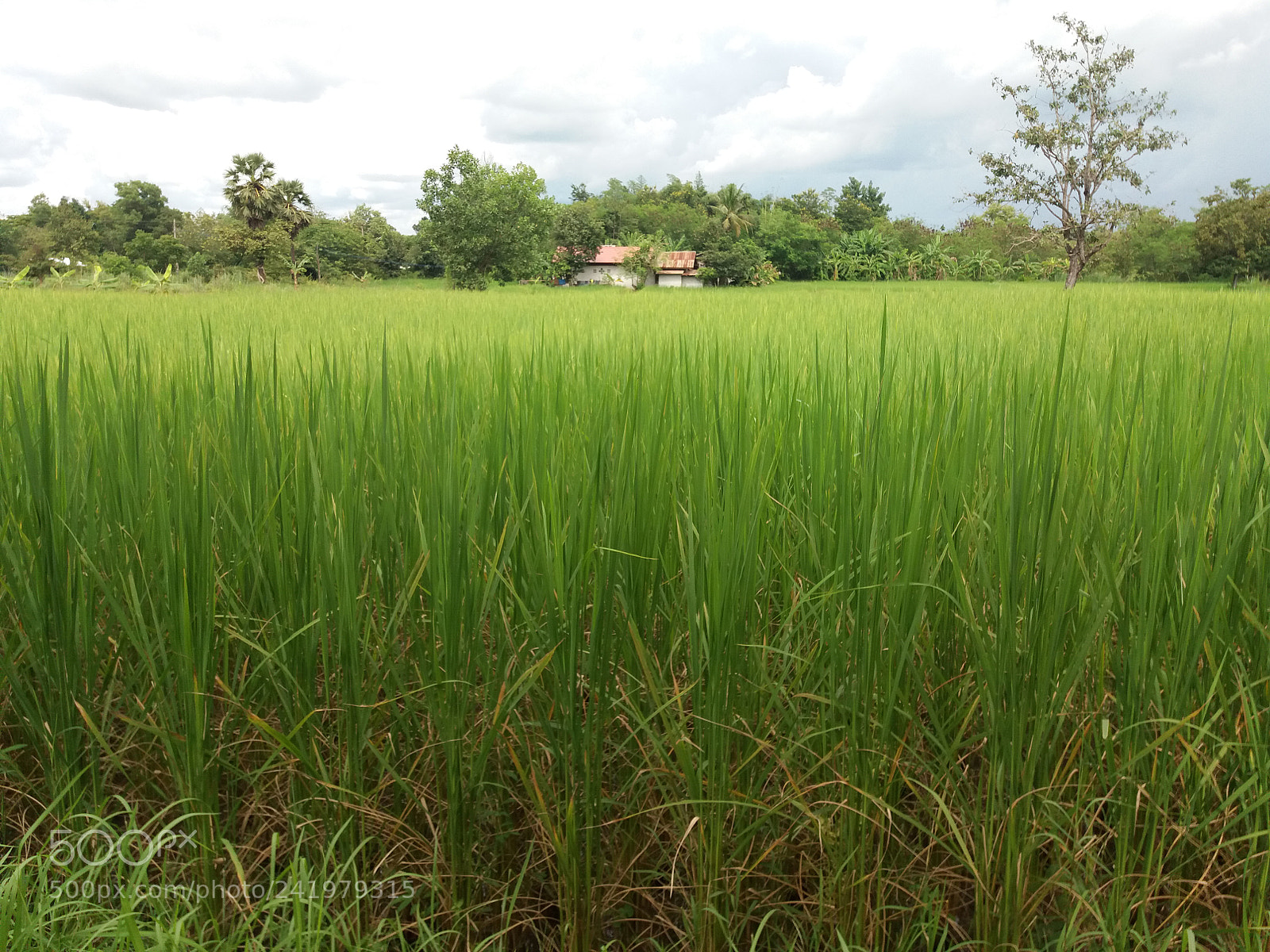 Samsung Galaxy J5(2016) sample photo. Untitled photography