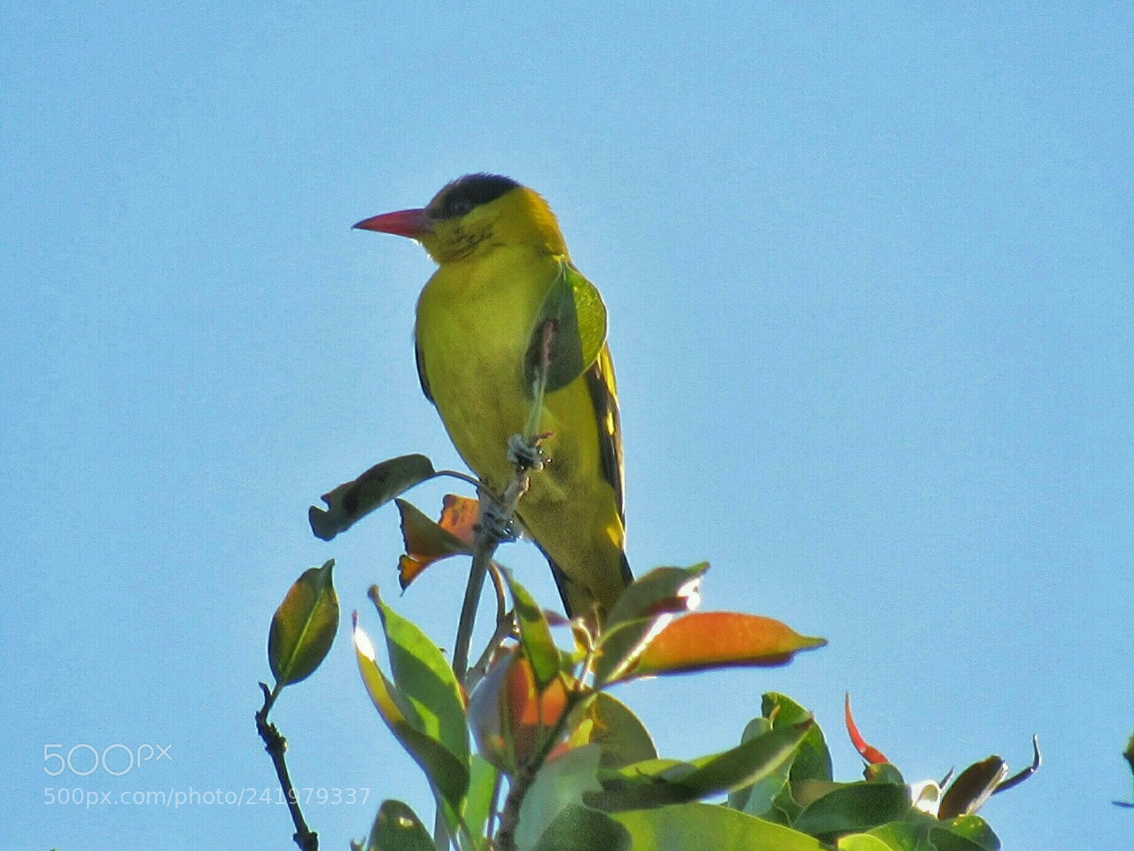 Canon PowerShot SX530 HS sample photo. Golden oriole photography