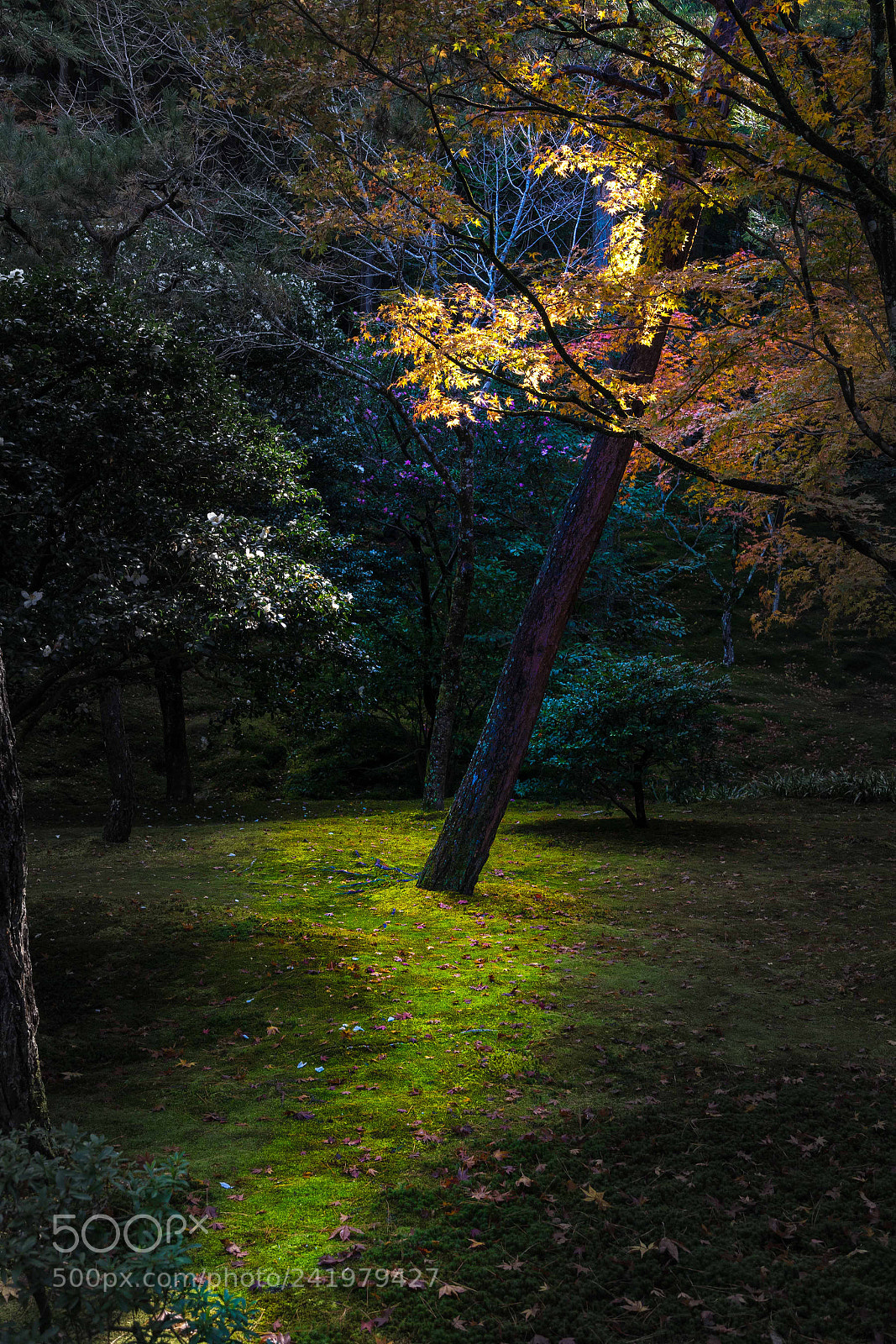 Sony a7 II sample photo. Kyoto email photos photography