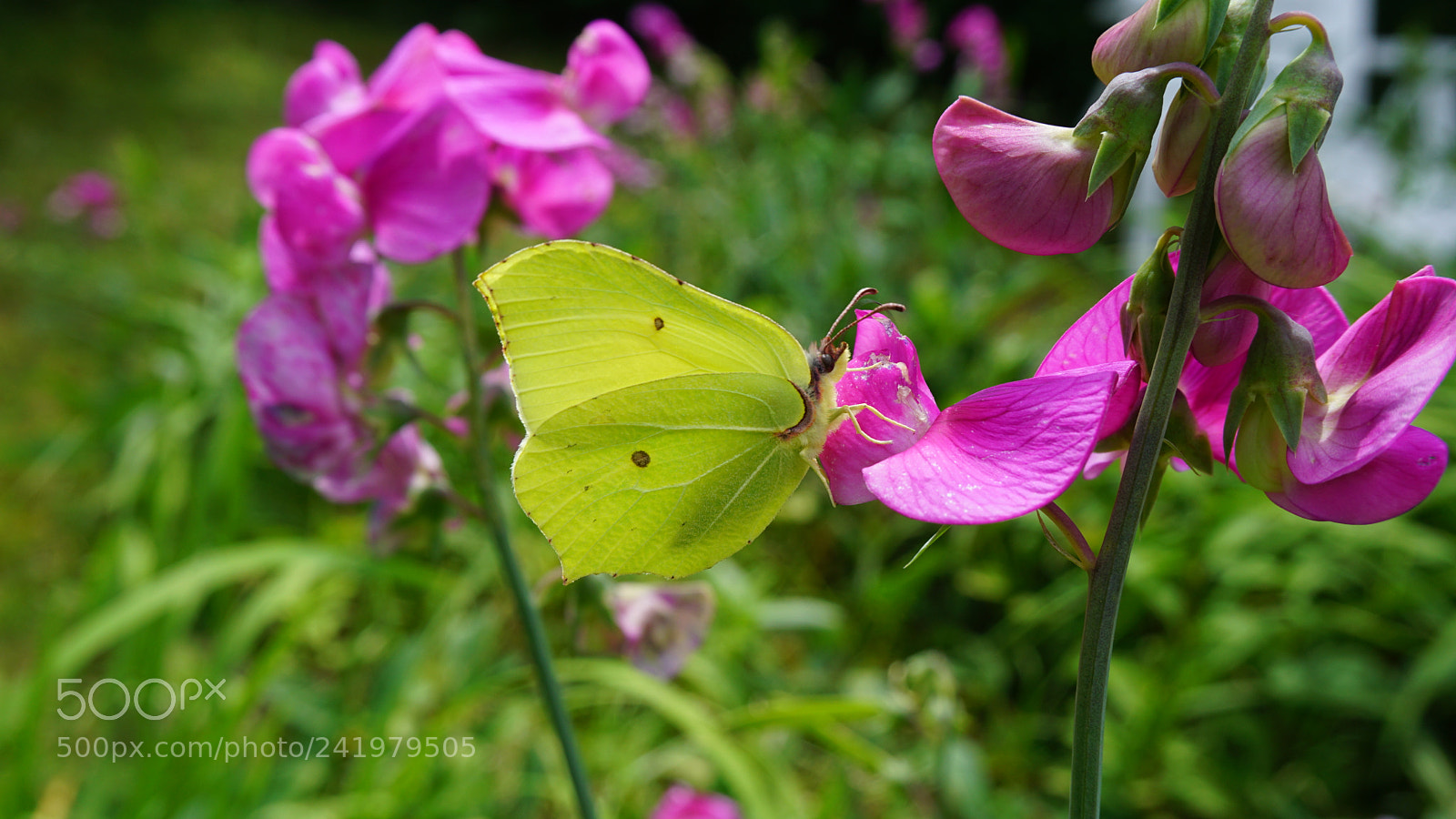 Sony a6000 + Sony E 18-50mm F4-5.6 sample photo. Cytrynek photography