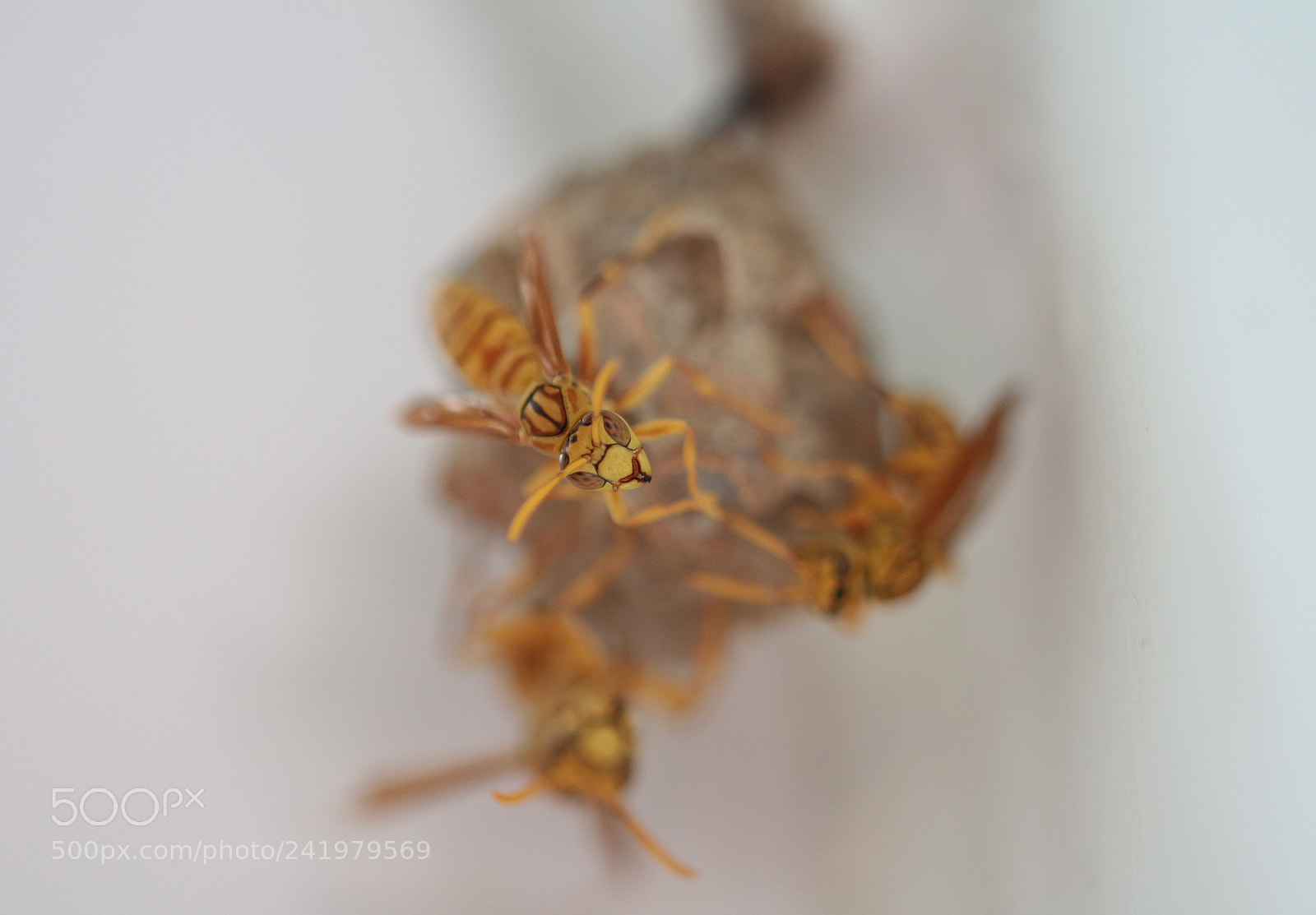 Canon EOS 650D (EOS Rebel T4i / EOS Kiss X6i) sample photo. Wasp photography