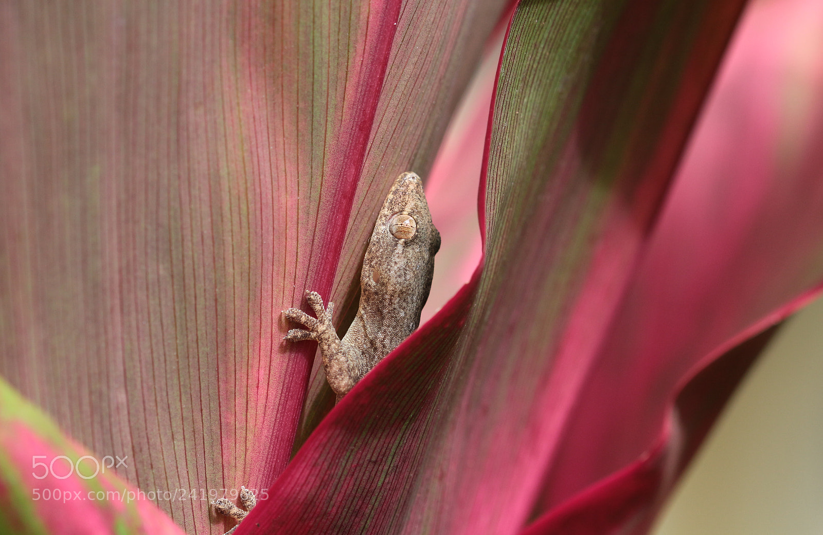Canon EOS 650D (EOS Rebel T4i / EOS Kiss X6i) sample photo. Gecko photography