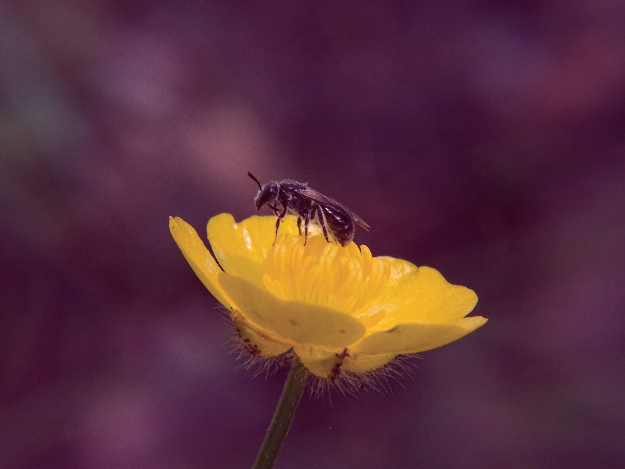 Sony Cyber-shot DSC-HX400V + Minolta AF 80-200mm F2.8 HS-APO G sample photo. 7_2018.jpg photography