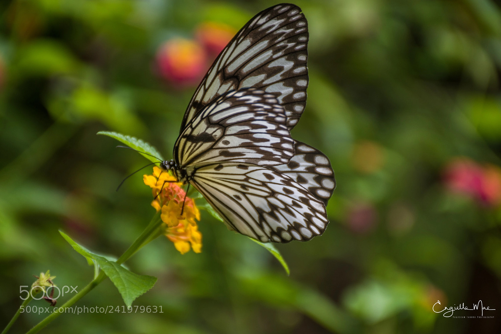 Nikon D5500 sample photo. Bw butterfly photography