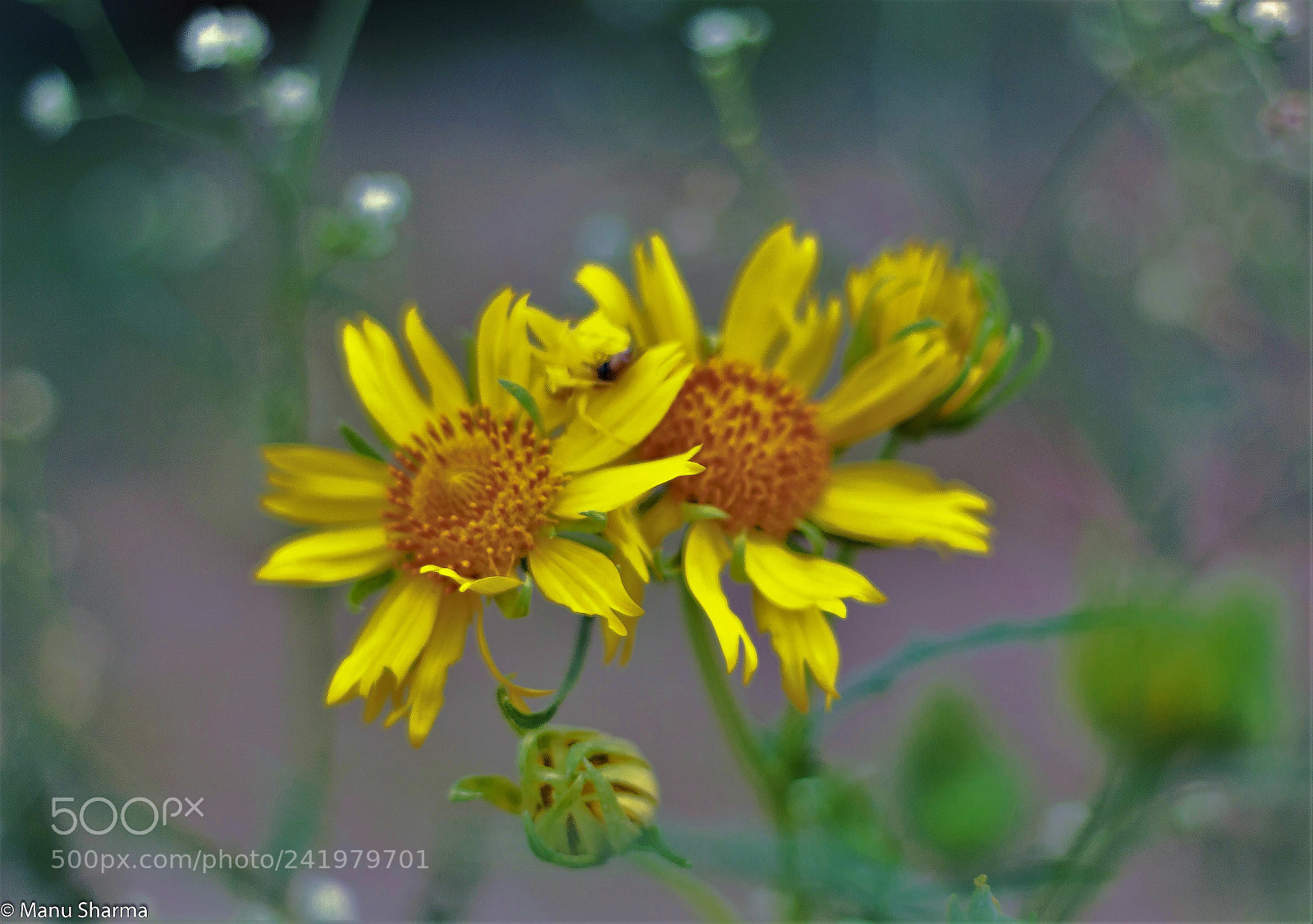 Canon EOS 550D (EOS Rebel T2i / EOS Kiss X4) sample photo. Pair.. photography