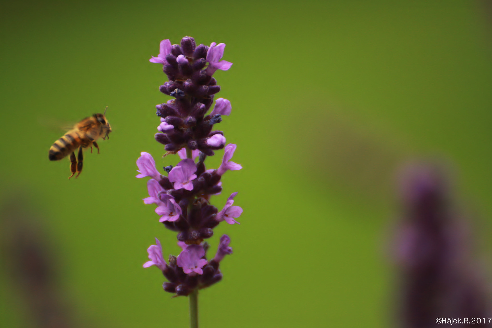 Canon EOS 50D + Tamron SP 35mm F1.8 Di VC USD sample photo