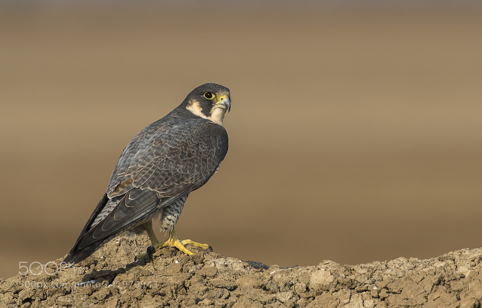 Nikon D500 sample photo. Peregrine falcon photography
