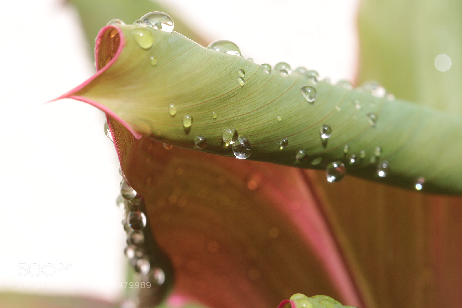Canon EOS 650D (EOS Rebel T4i / EOS Kiss X6i) sample photo. After the rain photography