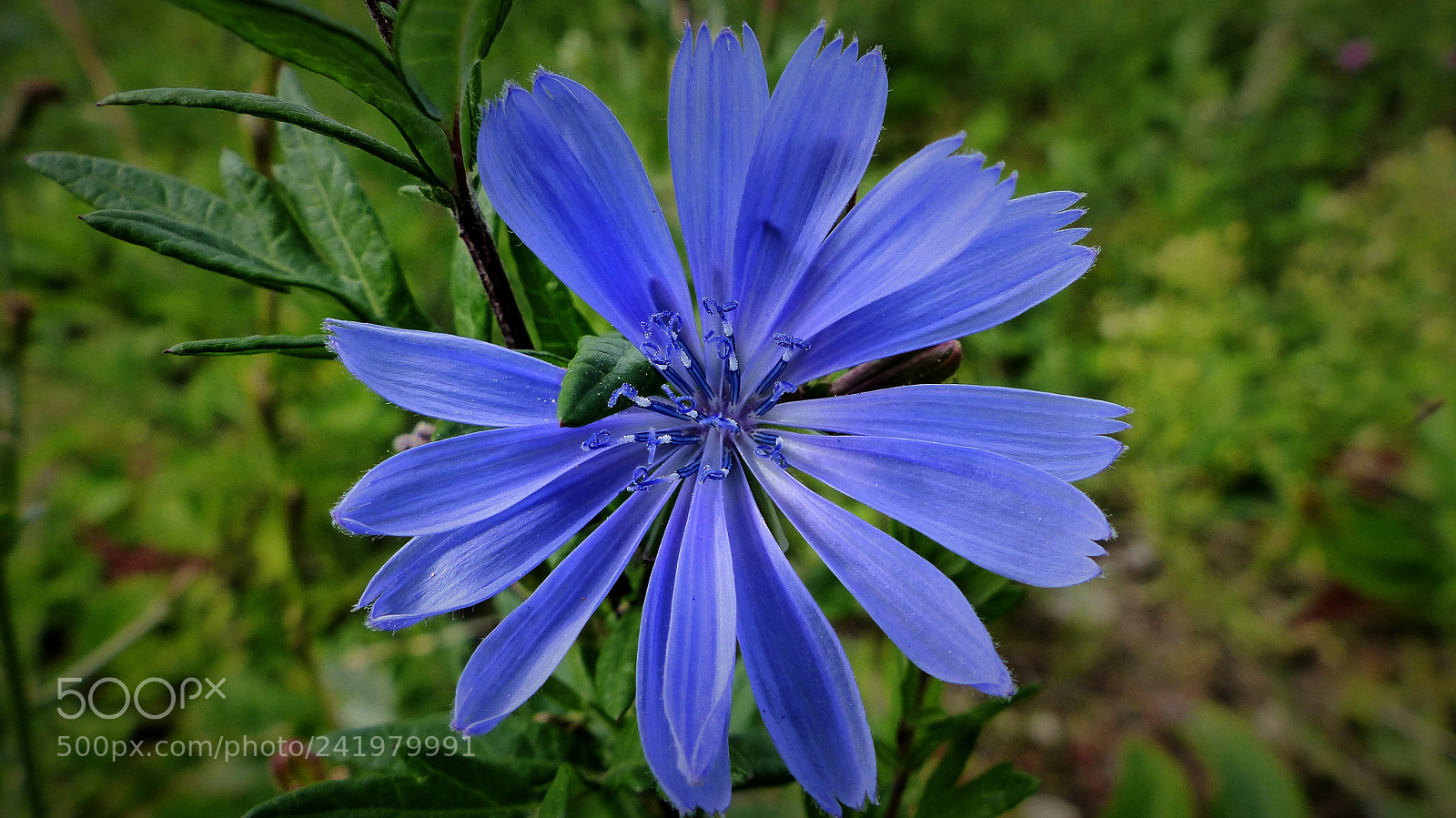 Panasonic Lumix DMC-FZ200 sample photo. Blue chicory photography