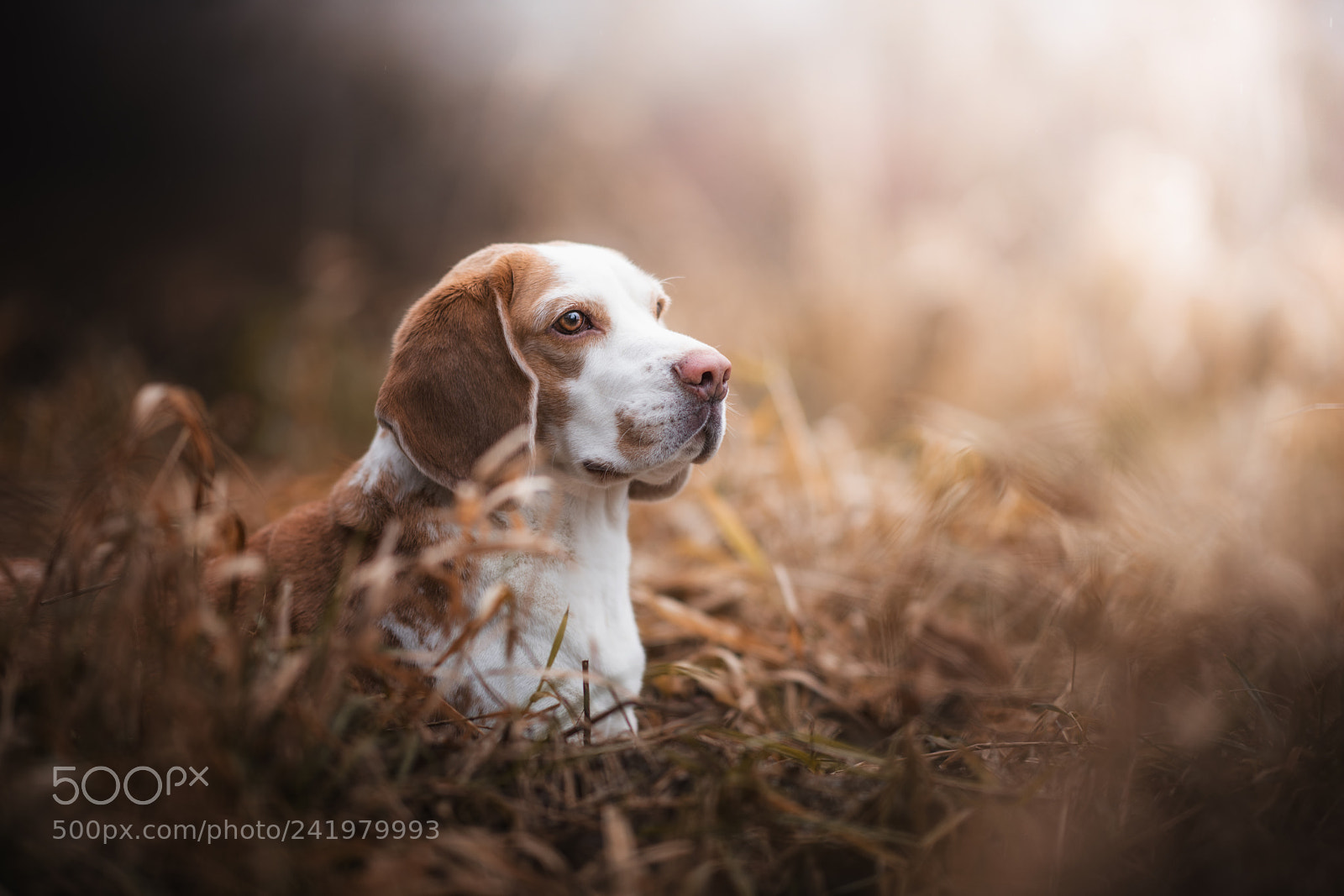 Nikon D850 sample photo. Red the beagle photography