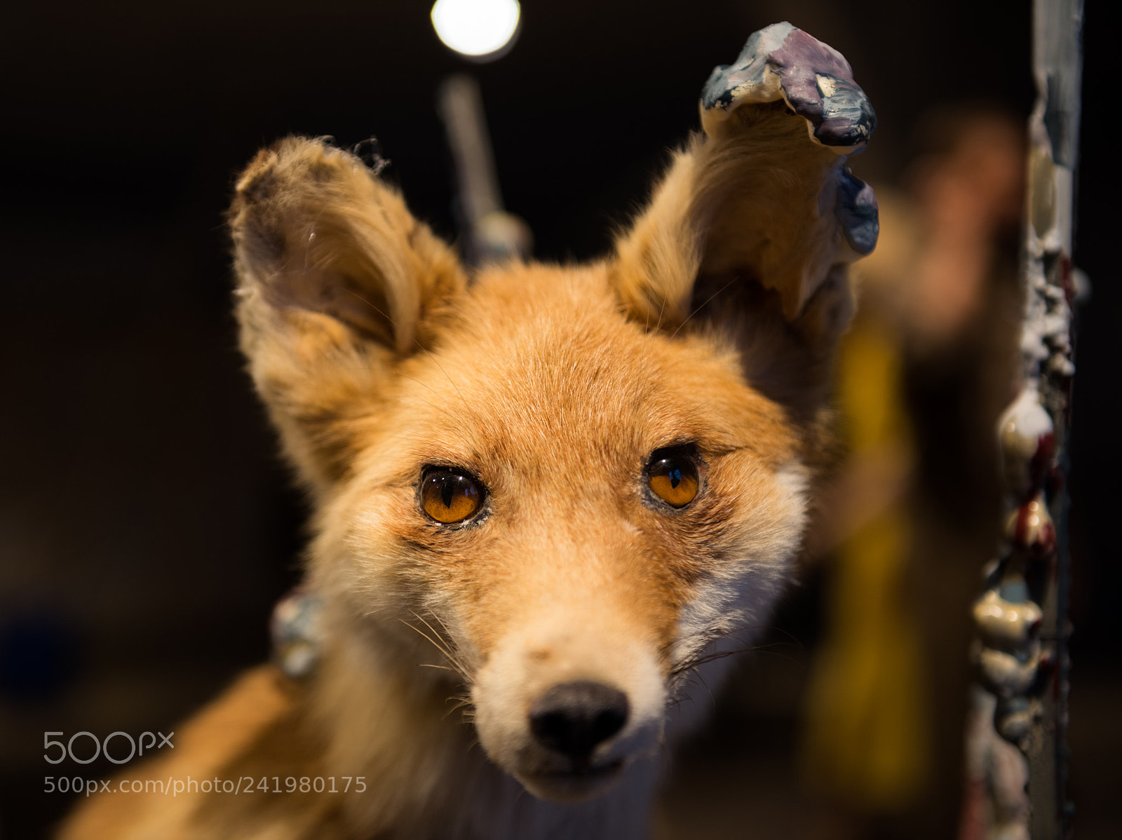 Nikon D810 sample photo. Trt photography