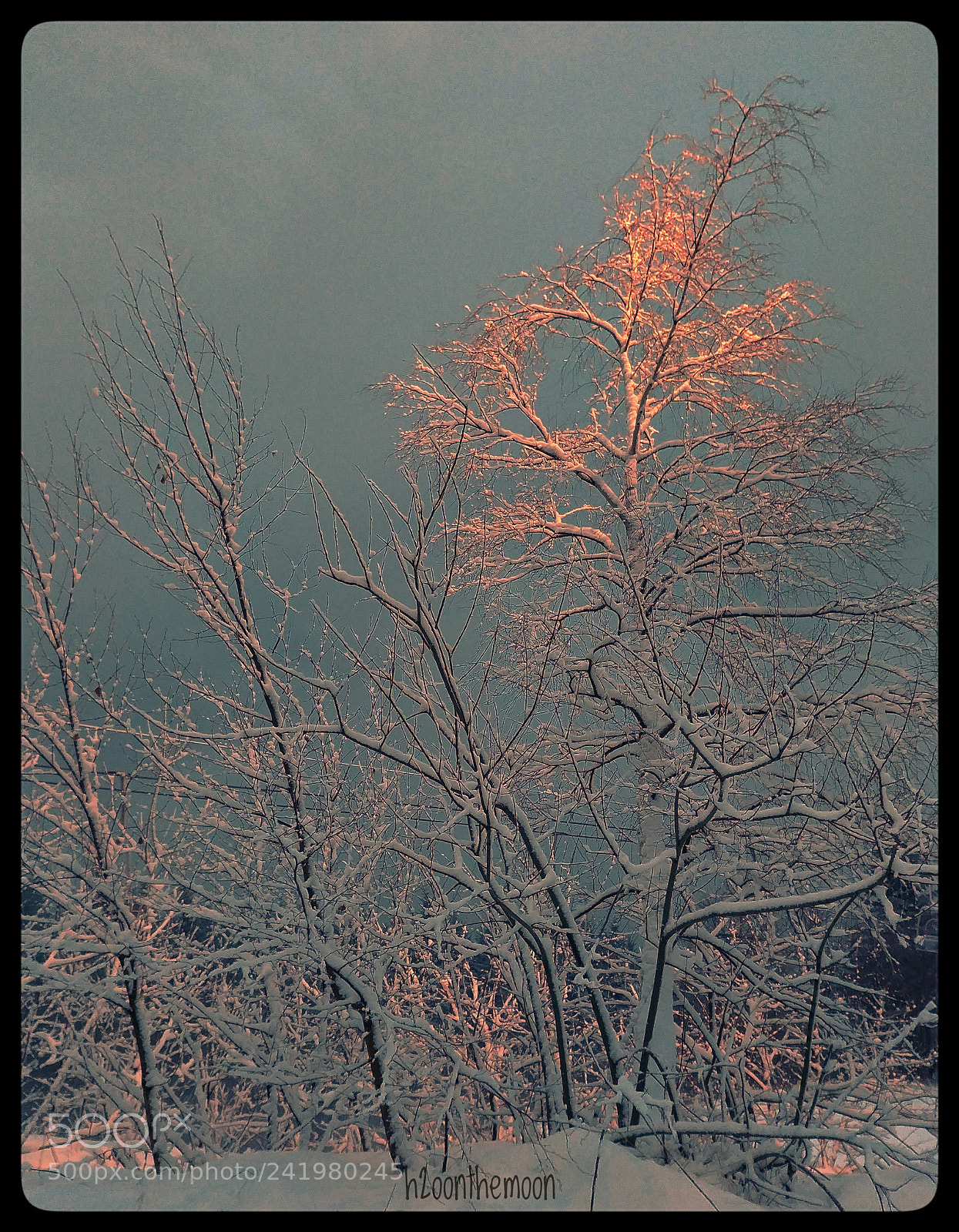 LG G6 sample photo. Trees snow and light photography
