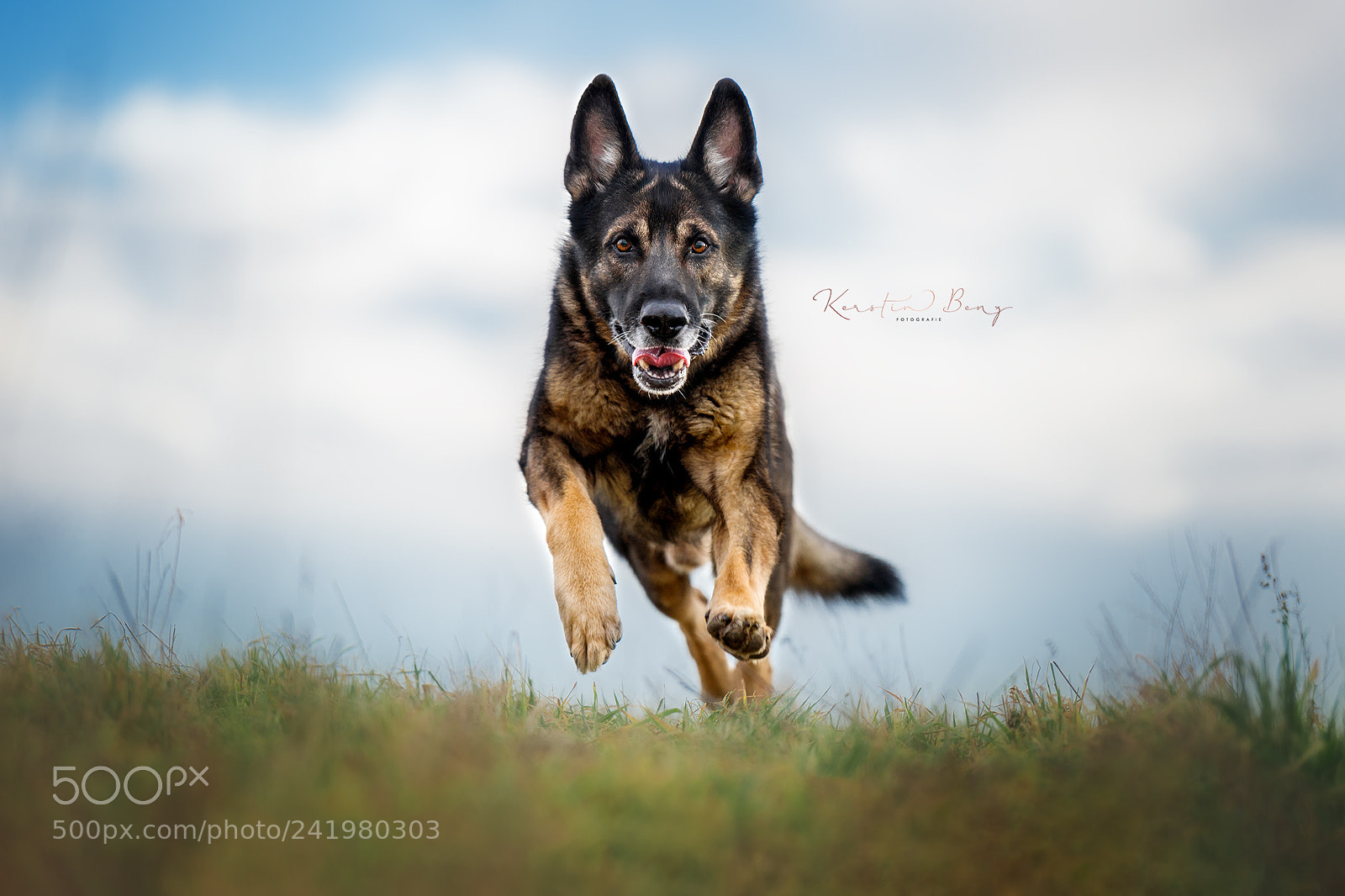 Nikon D4 sample photo. Action dog photography