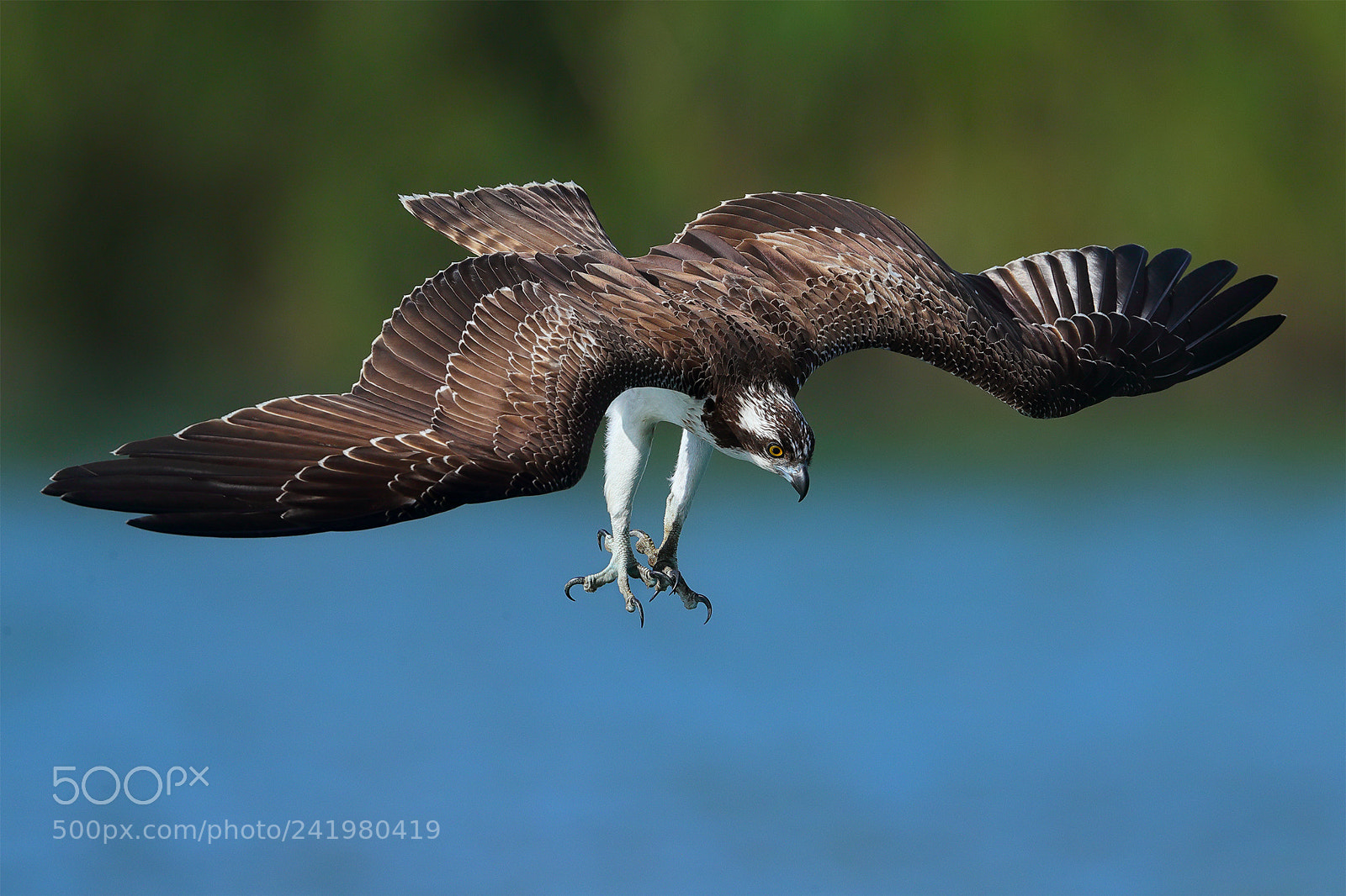 Canon EOS-1D X Mark II sample photo. Osprey photography