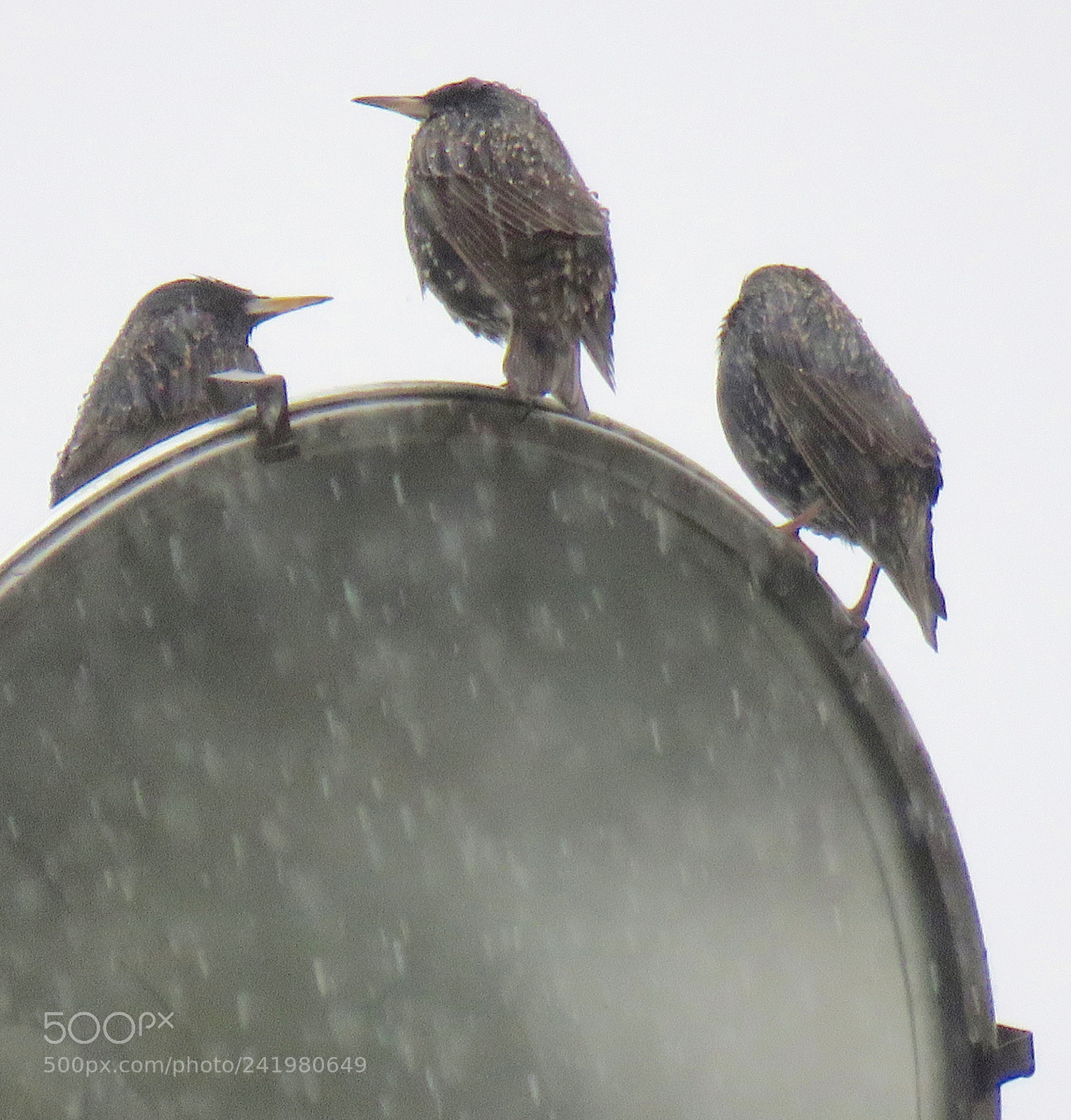 Canon PowerShot SX60 HS sample photo. Wet birds photography