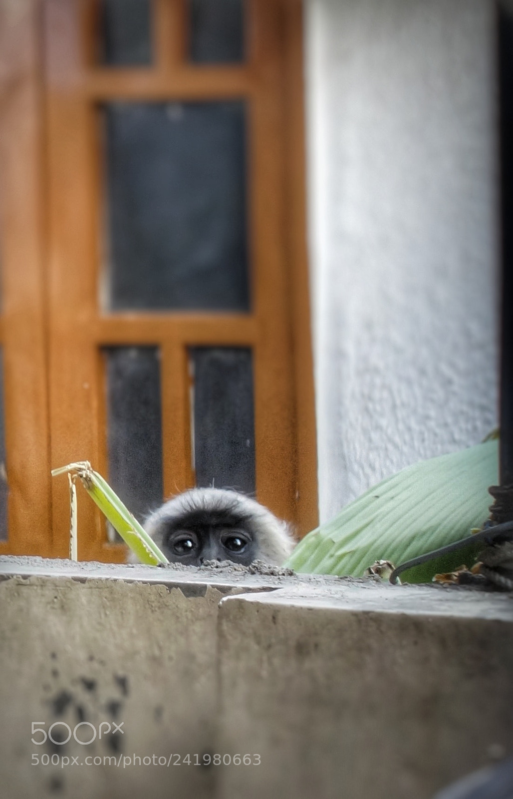 Sony Alpha a3500 sample photo. Little monkeyking looking at photography
