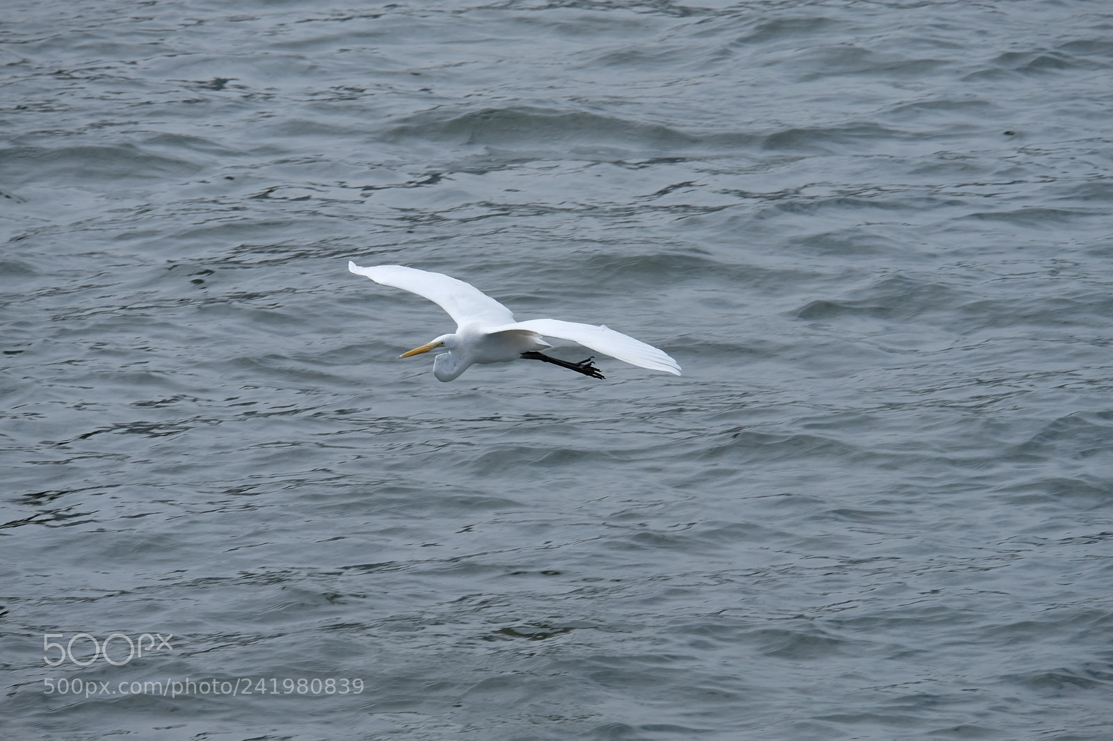 Fujifilm X-T20 sample photo. Free as a bird photography
