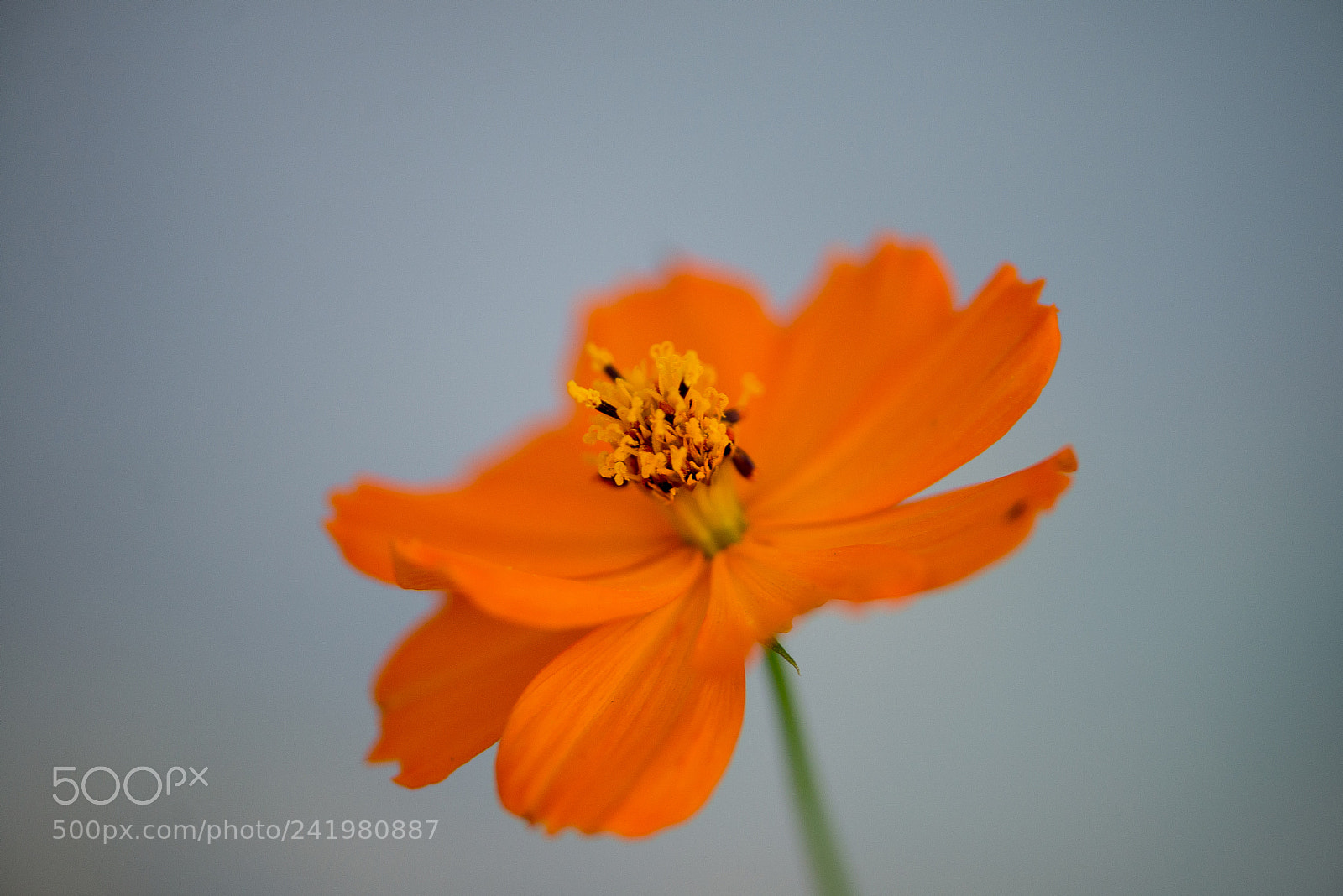 Nikon D600 sample photo. Orange flower photography