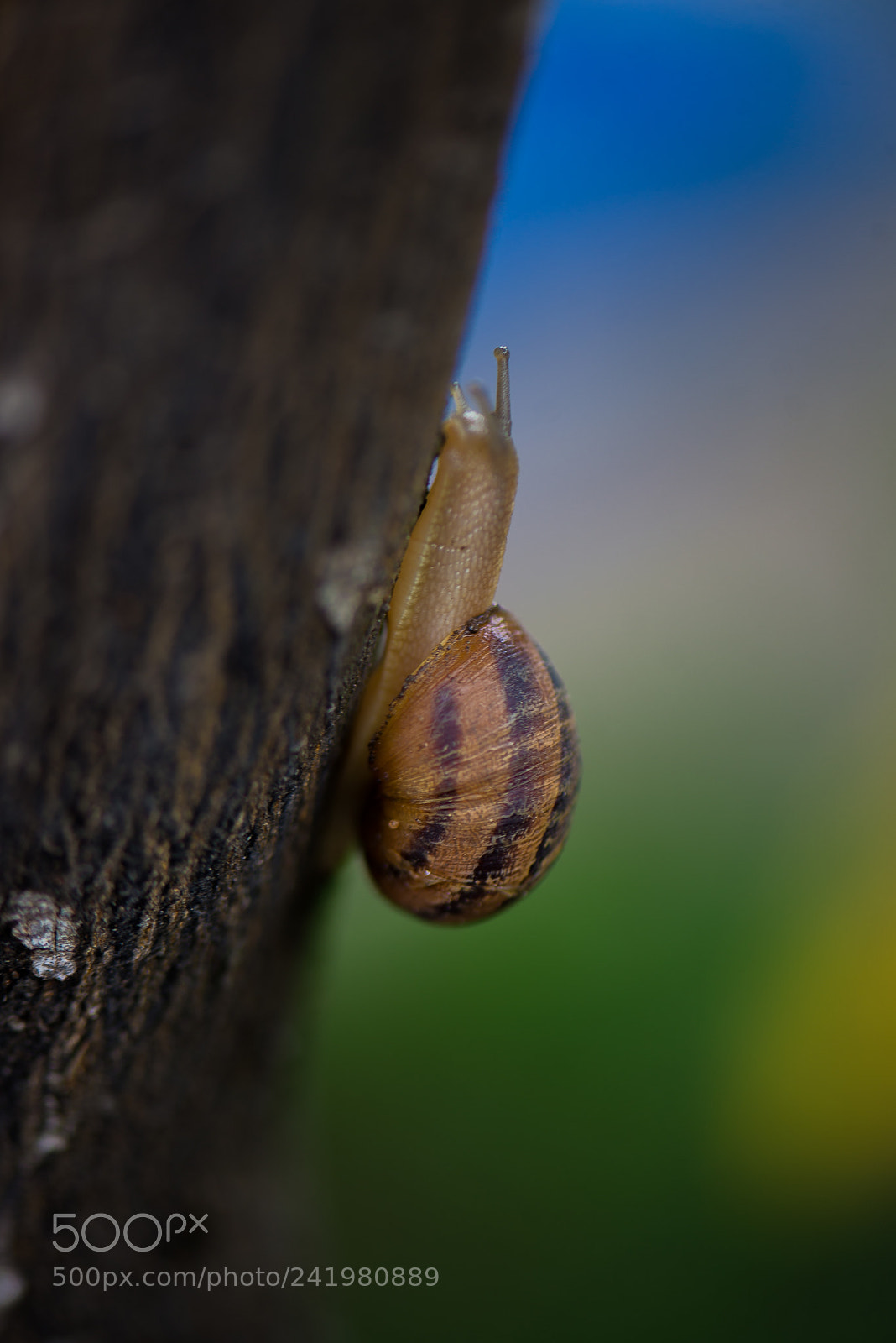 Nikon D600 sample photo. Snail photography
