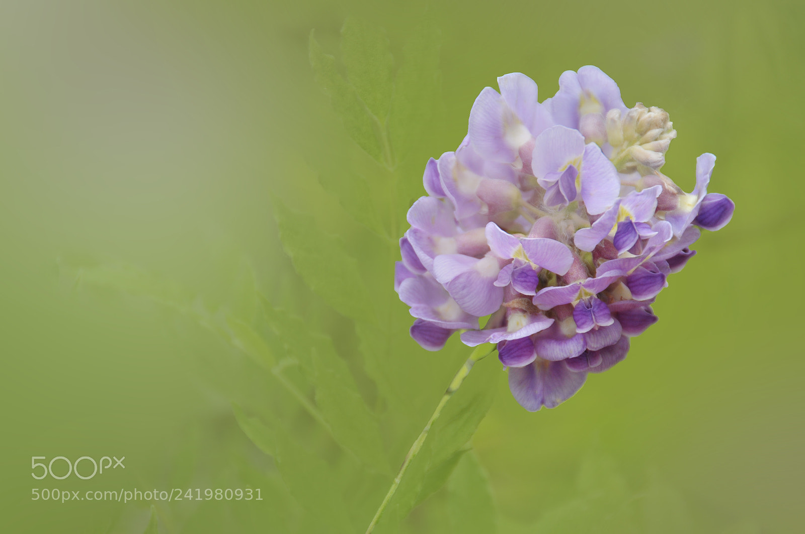 Nikon D300 sample photo. Purple delight photography