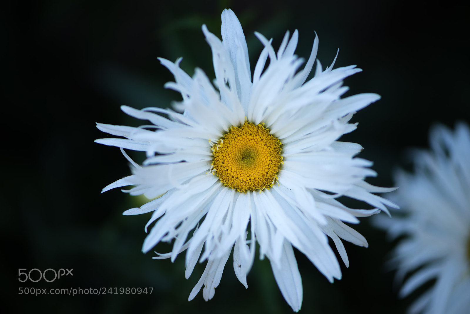 Nikon D600 sample photo. Margarita photography