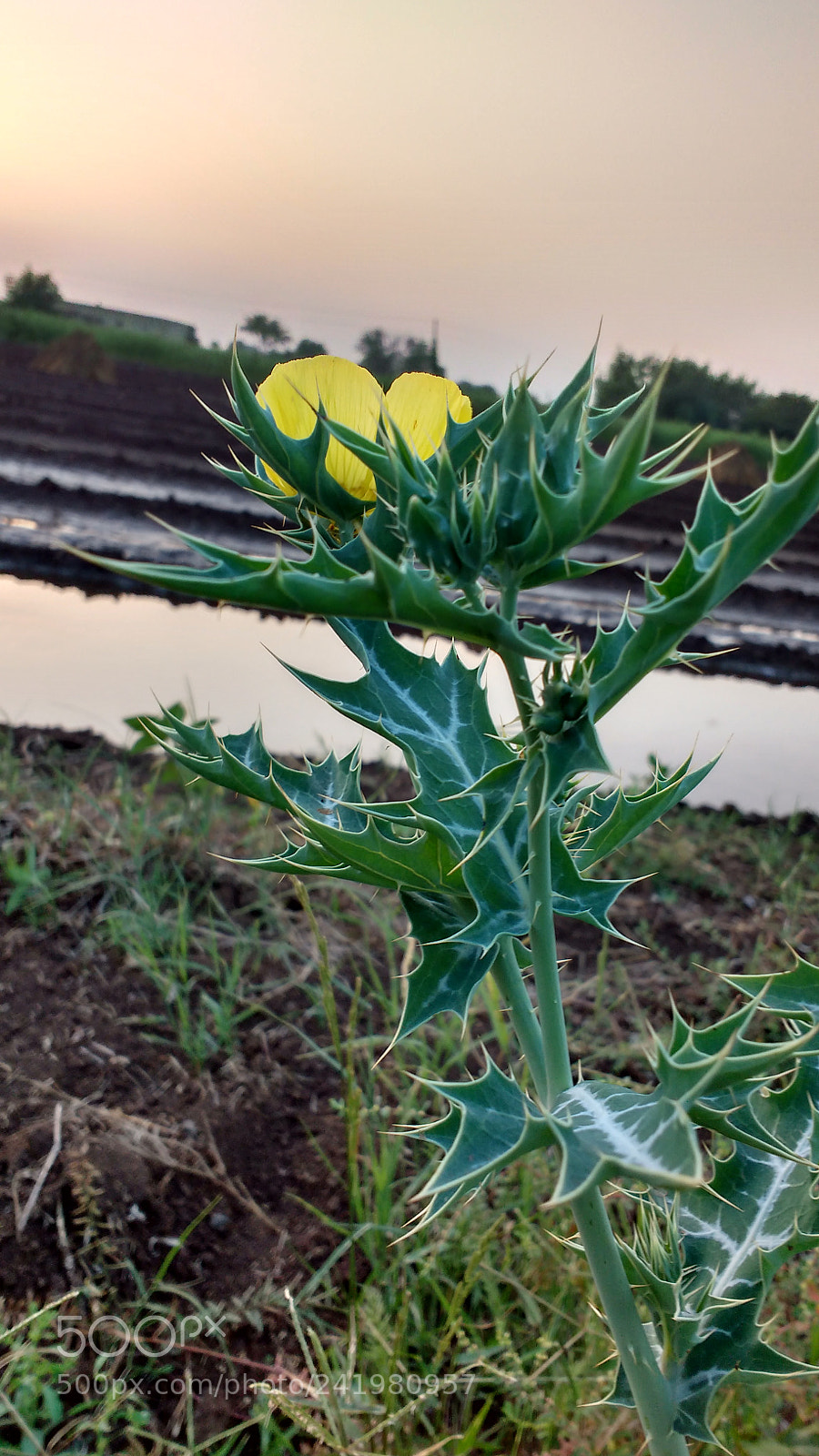 Motorola MotoG3 sample photo. Wild plant photography