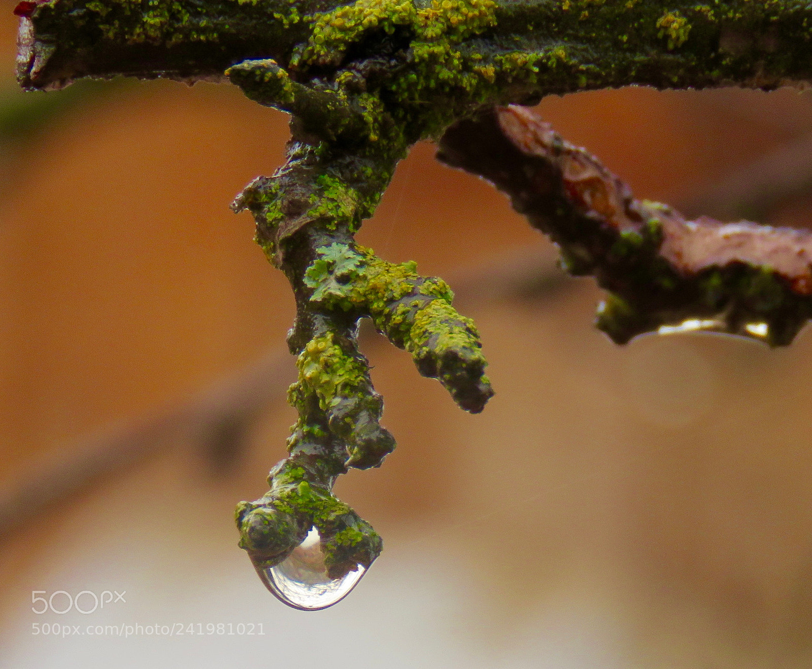 Canon PowerShot SX60 HS sample photo. Drip photography