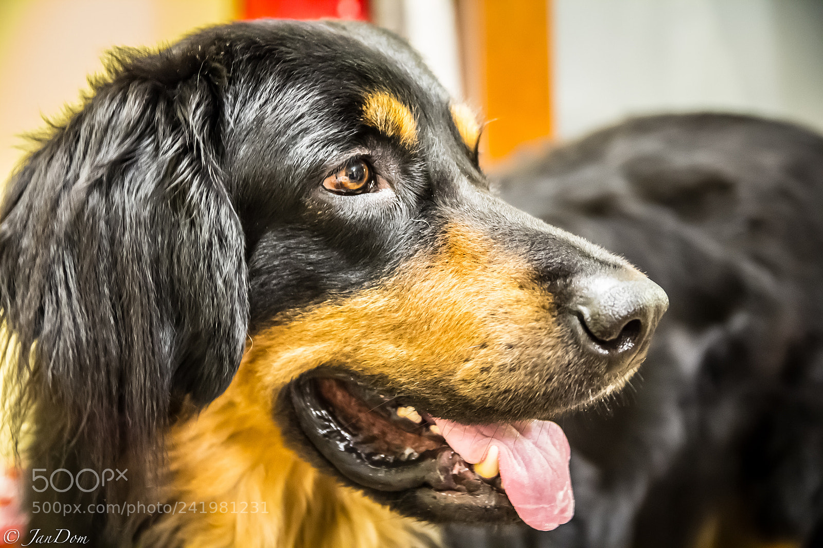 Canon EOS 60D sample photo. Hovawart photography