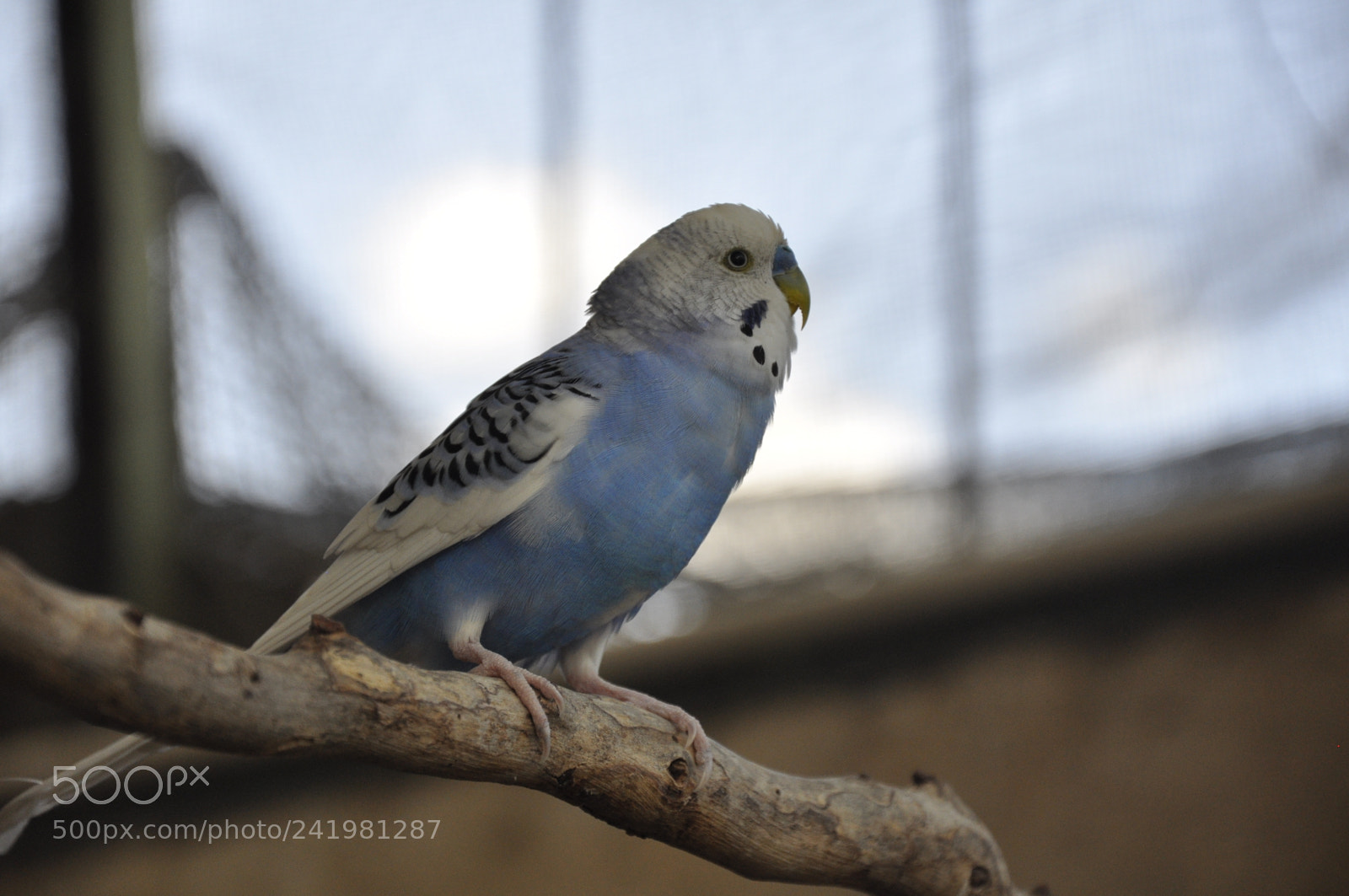 Nikon D90 sample photo. Birdy photography