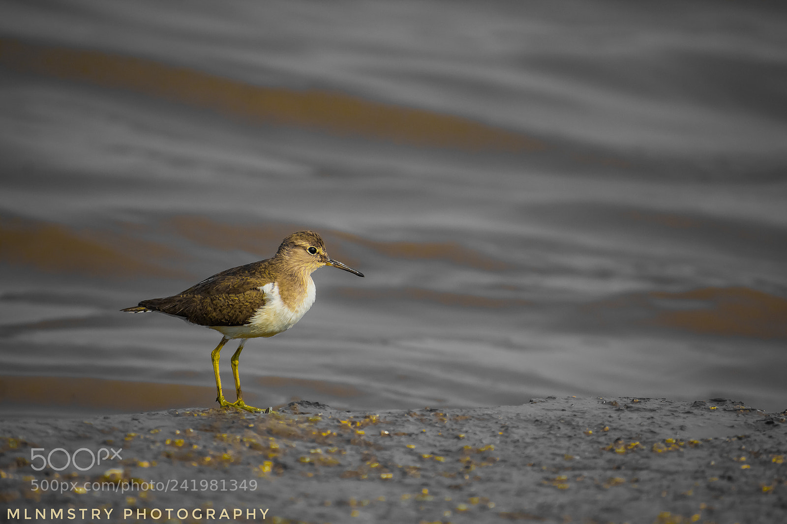 Canon EOS 1200D (EOS Rebel T5 / EOS Kiss X70 / EOS Hi) sample photo. Sand piper photography