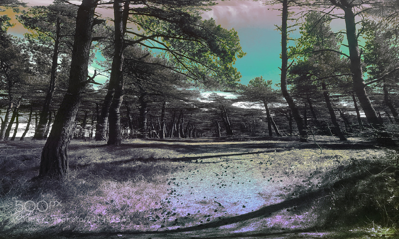 Apple iPhone 6s sample photo. The lonely forest. photography