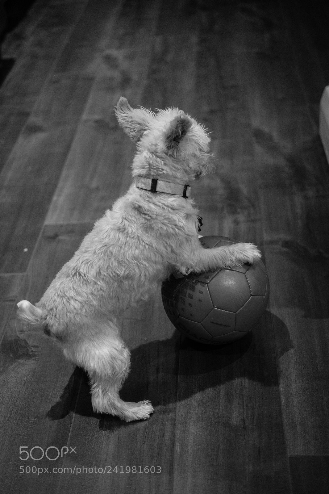 Fujifilm X-T2 sample photo. Lets play photography