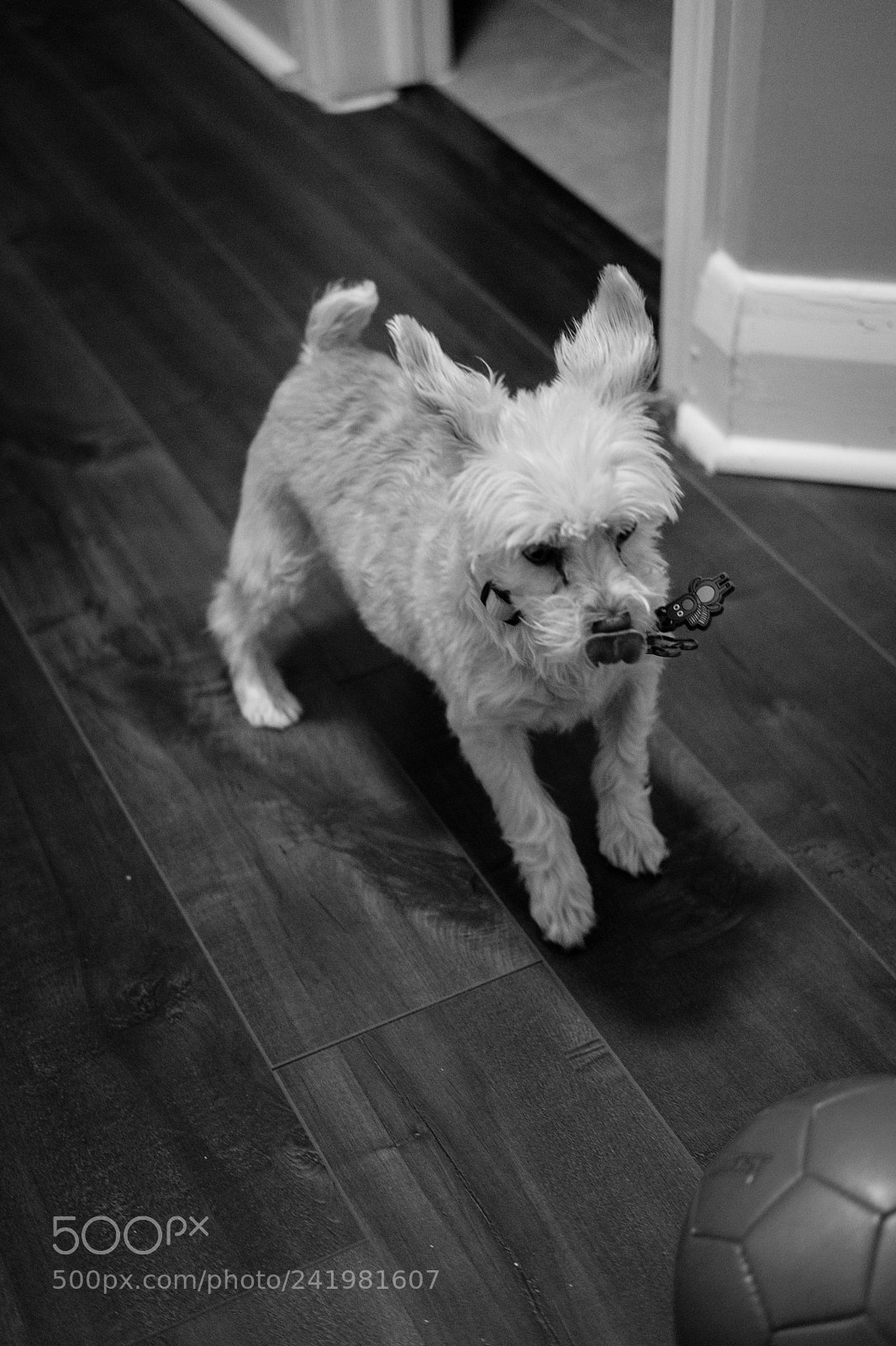 Fujifilm X-T2 sample photo. Lets play photography