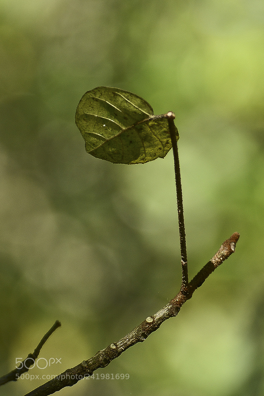 Nikon D7100 sample photo. Reinando sozinha. photography