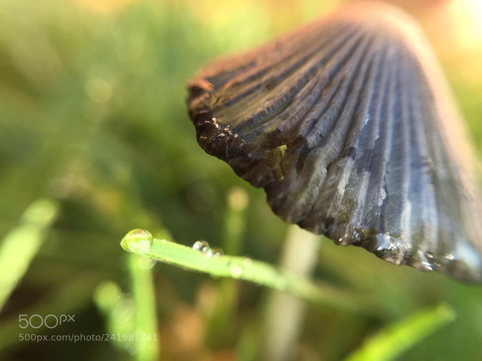 Apple iPhone 6 sample photo. Mushroom kingdom photography