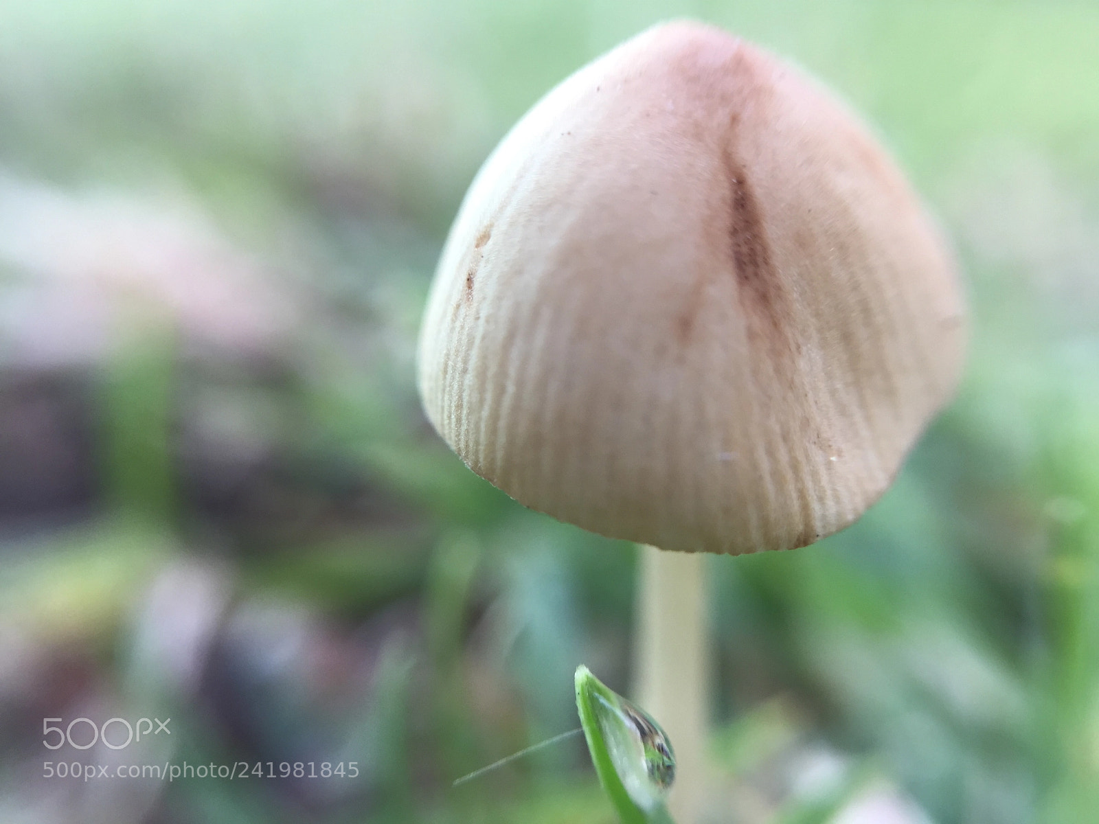 Apple iPhone 6 sample photo. Mushroom kingdom 2.0 photography