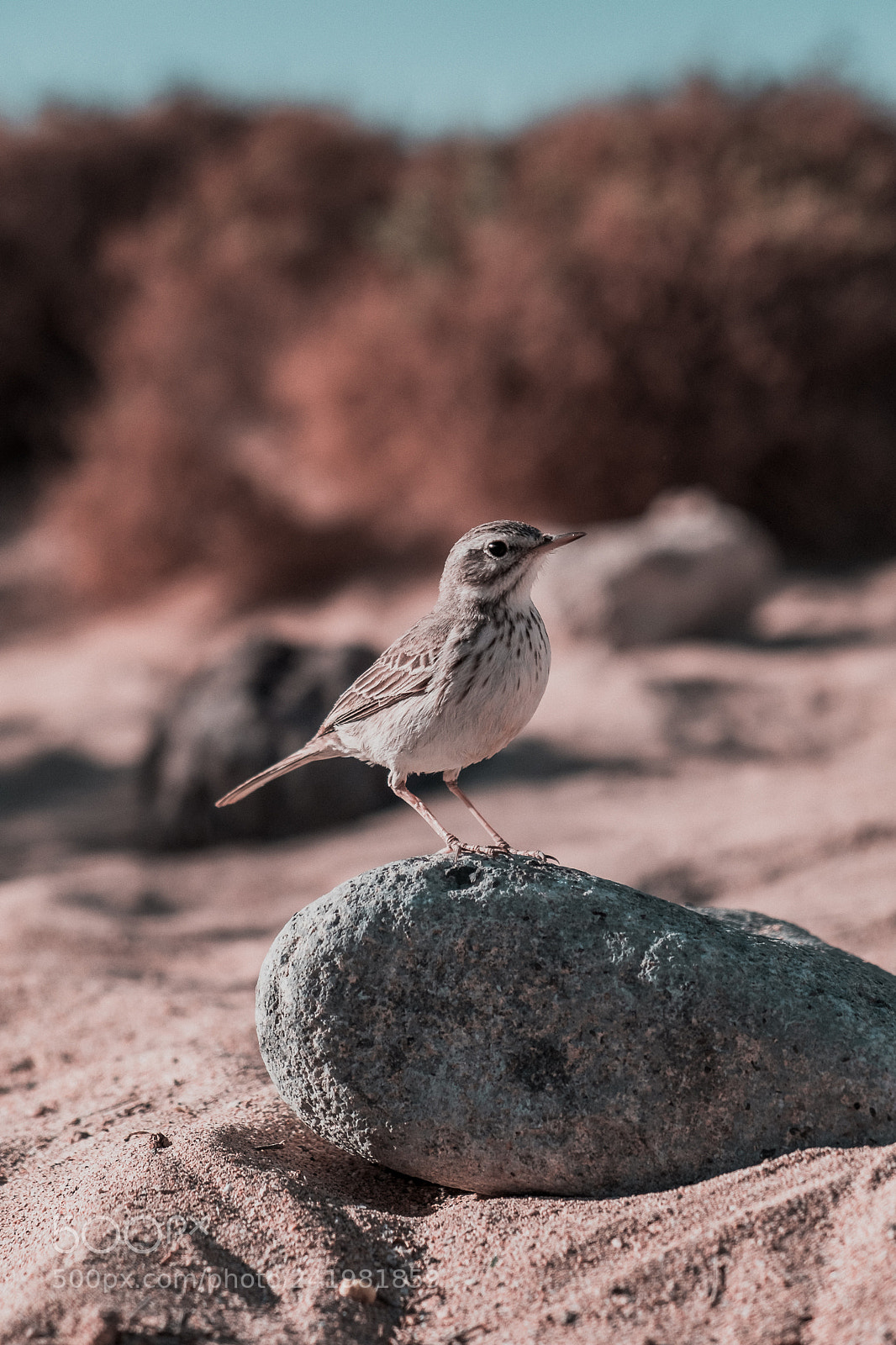 Fujifilm X-T2 sample photo. Bisbita (pipit) photography