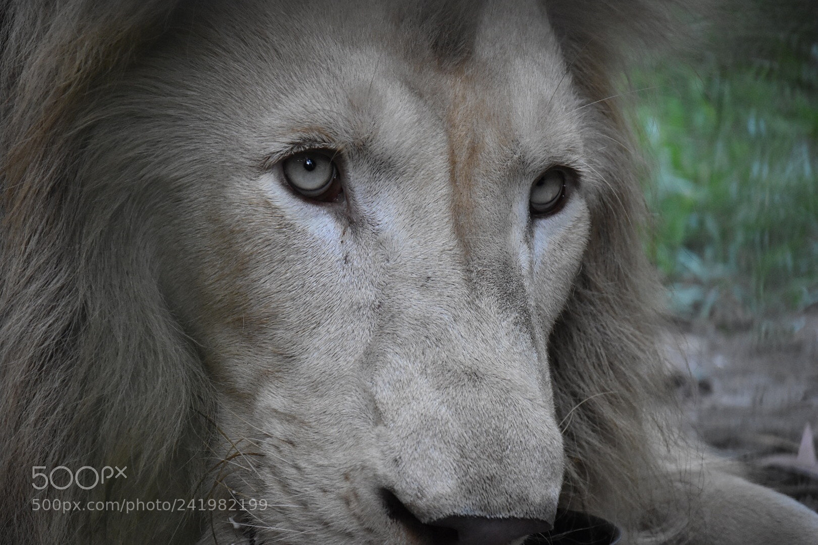Nikon D5500 sample photo. Haughty lion photography
