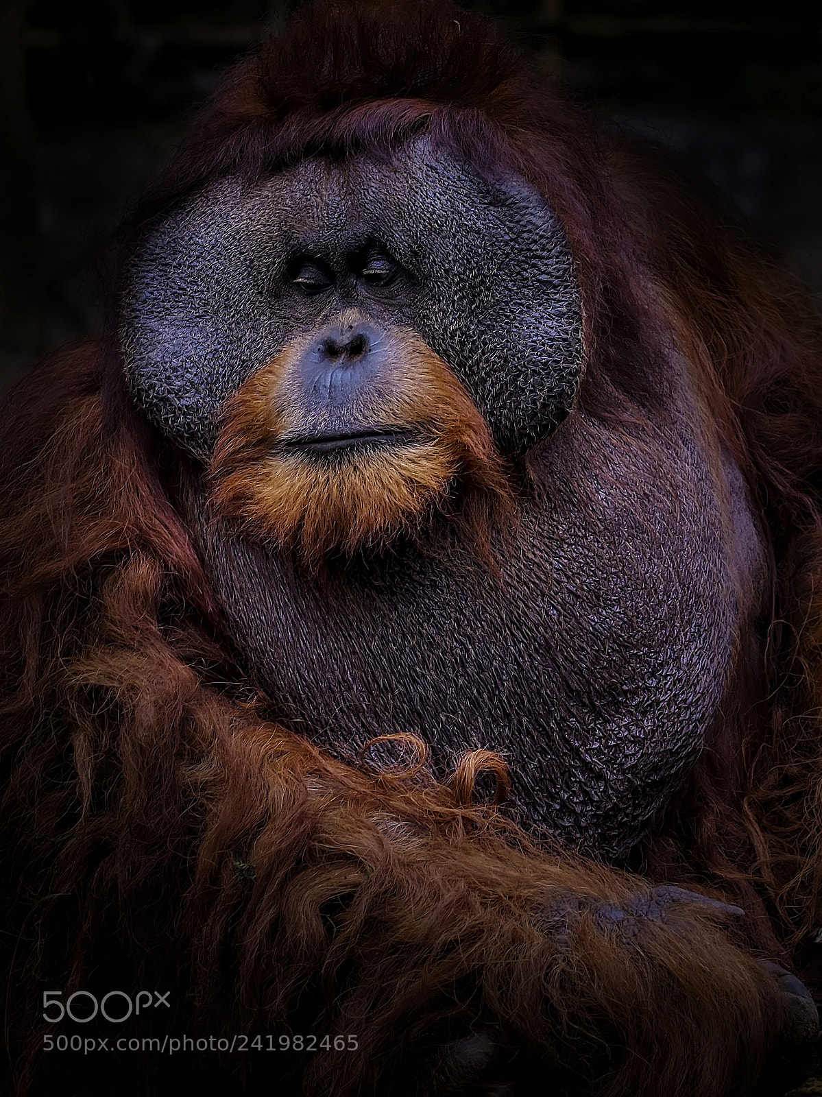 Olympus PEN E-PL6 sample photo. Potrait of orang utan photography