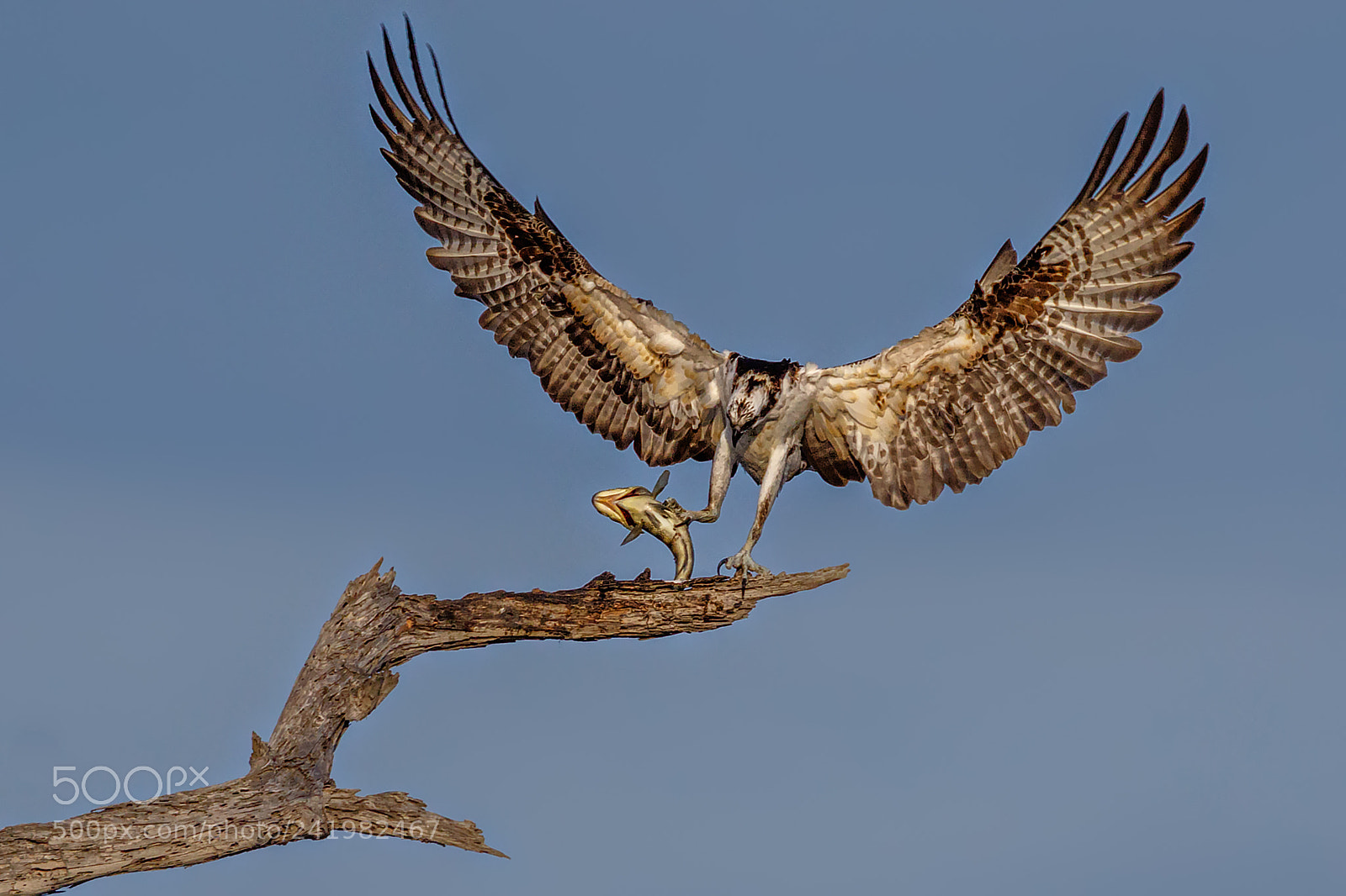 Canon EOS 7D Mark II sample photo. One leg landing photography