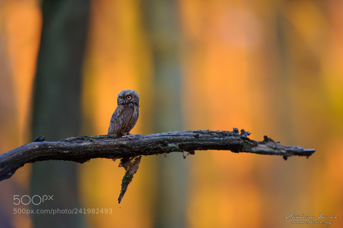 Nikon D3S sample photo. Eurasian scops owl photography
