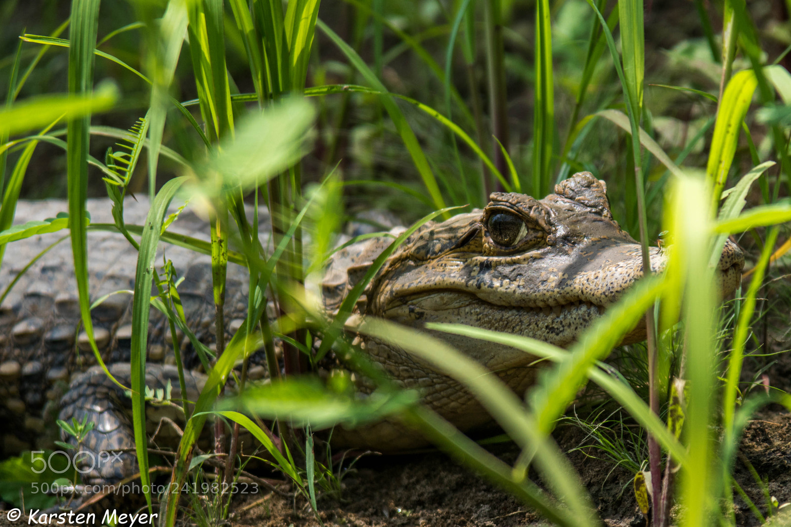 Sony ILCA-77M2 sample photo. Dsc photography