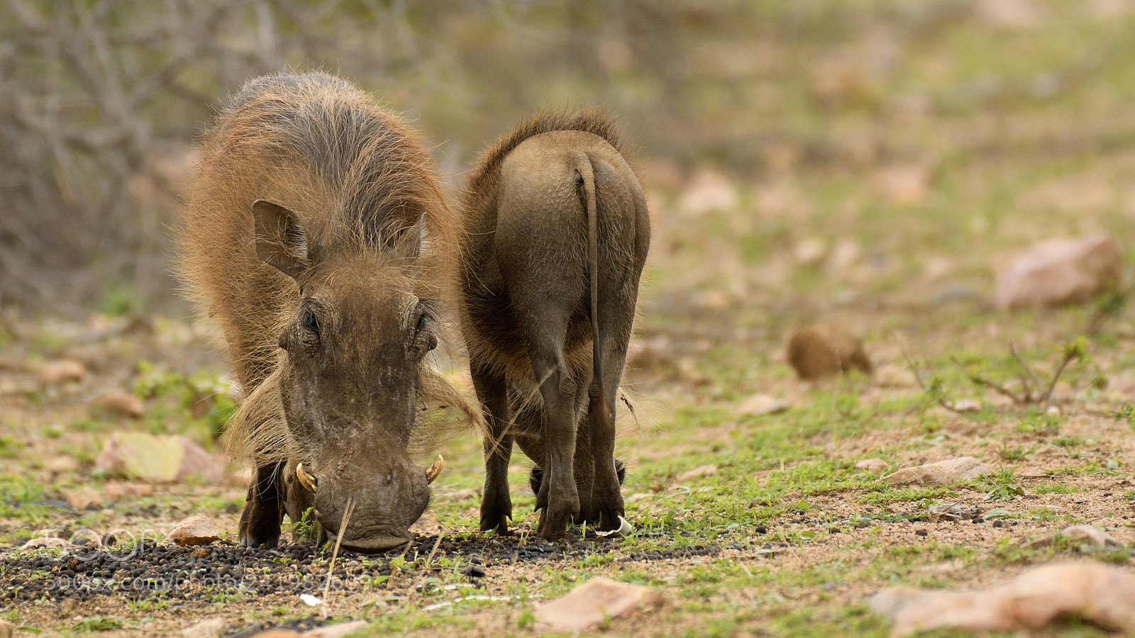 Nikon D500 sample photo. Warthog photography