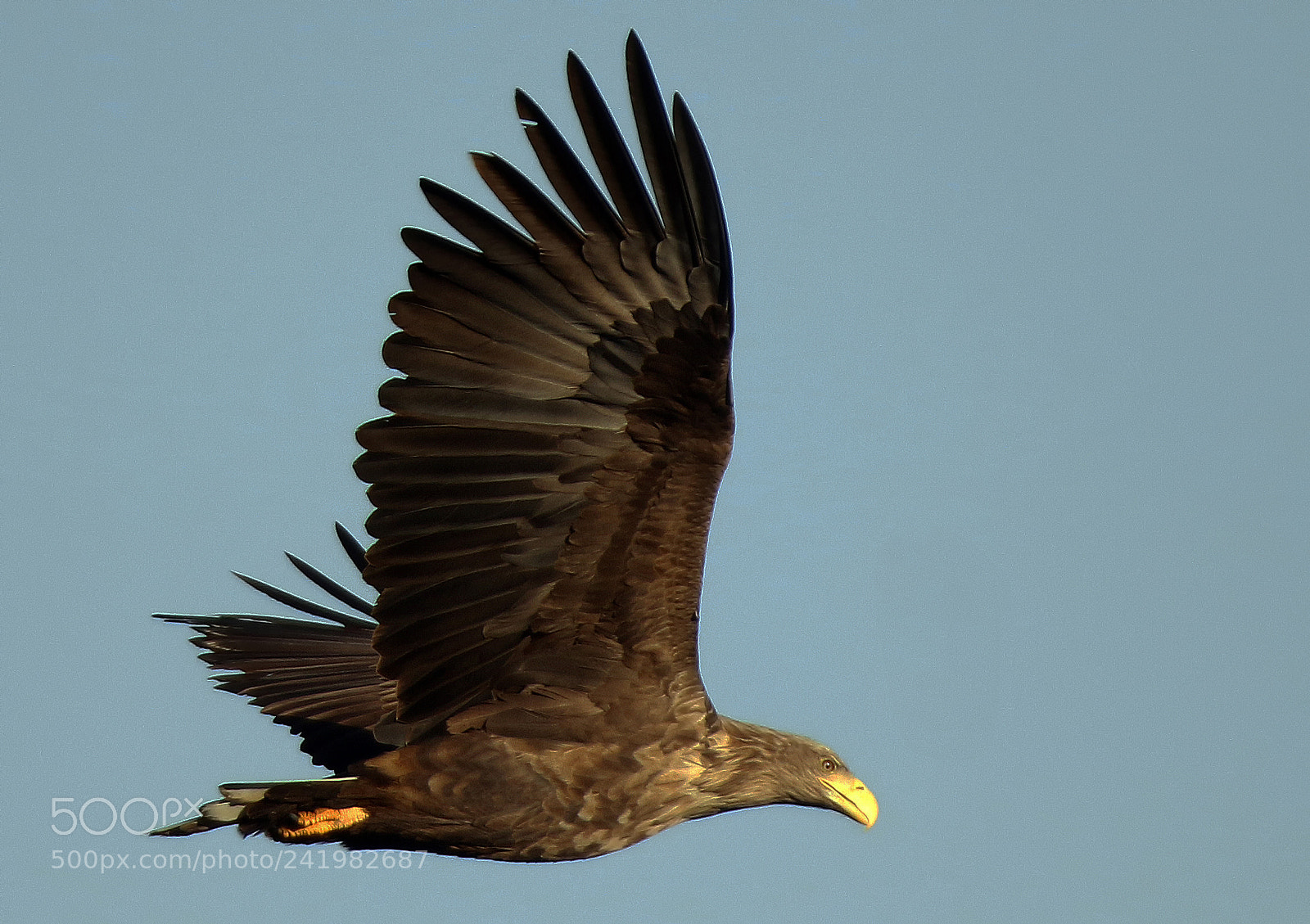 Canon EOS 7D Mark II sample photo. White tailed eagle photography