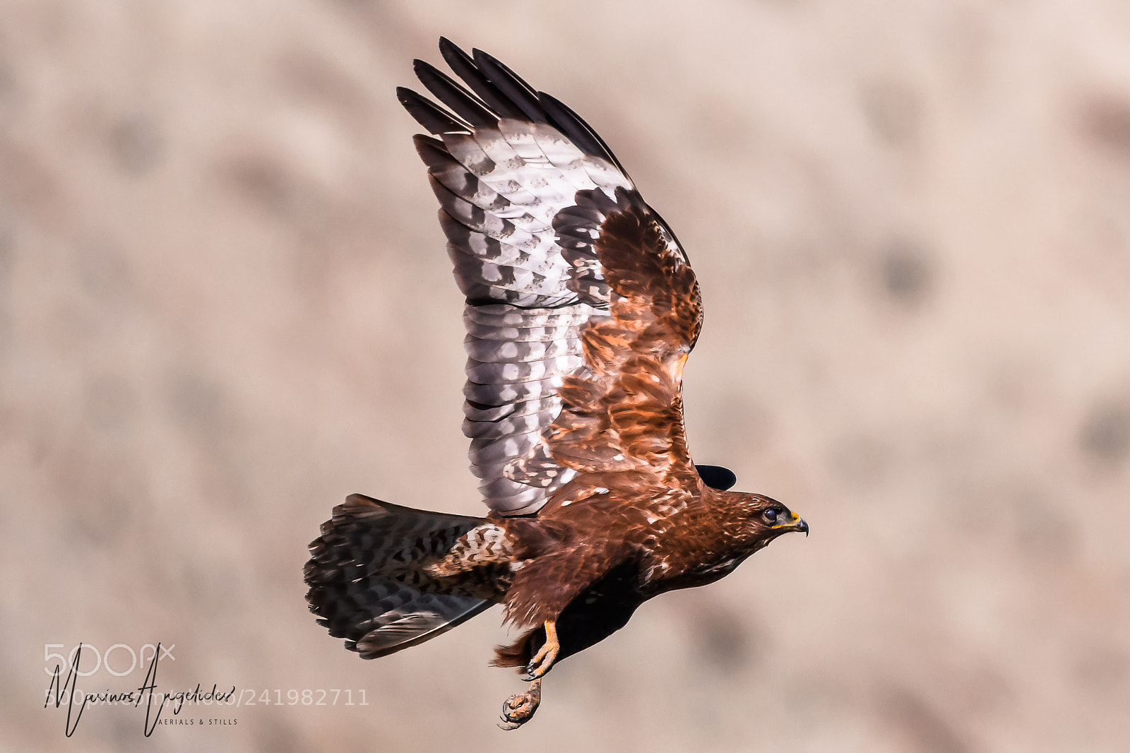 Nikon D500 sample photo. Buzzard take off photography