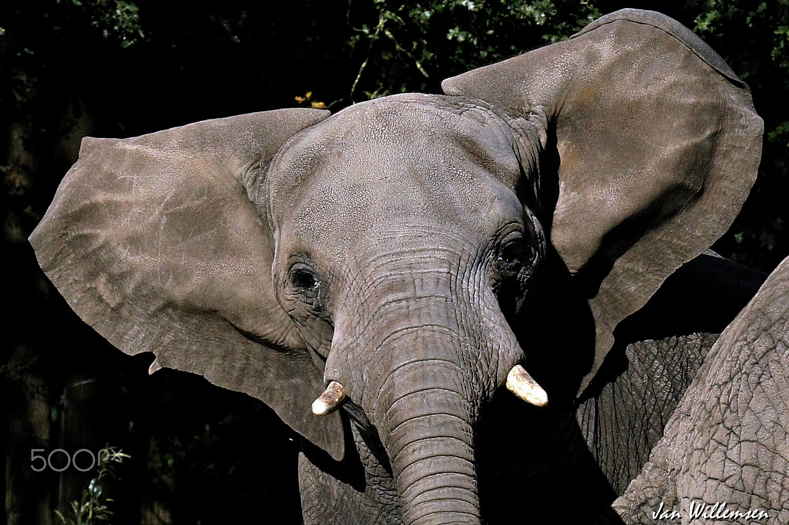Canon EF 100-400mm F4.5-5.6L IS USM sample photo. Afr. elephant photography