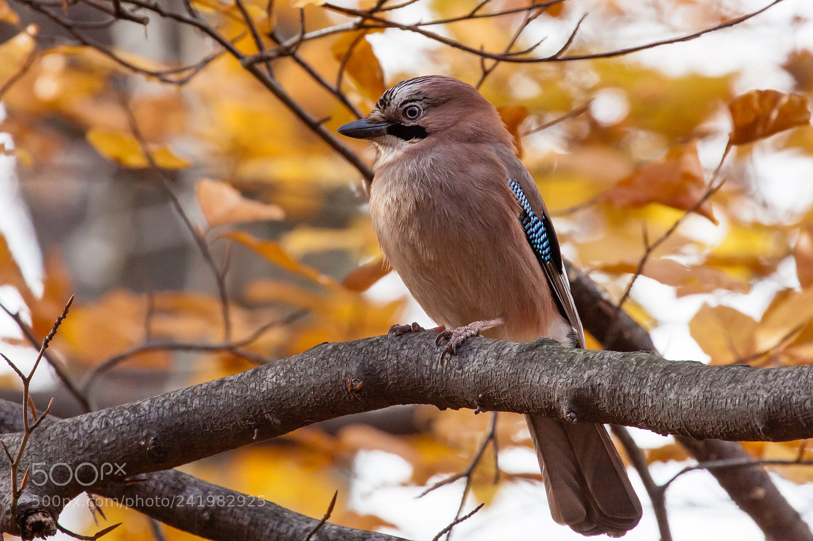 Canon EOS 50D sample photo. Jay photography