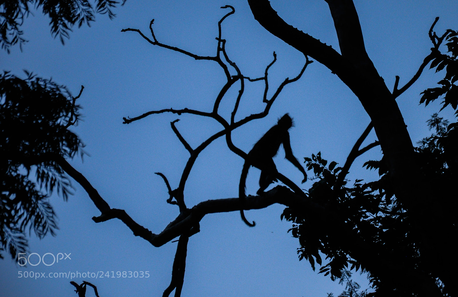 Nikon D90 sample photo. Spider monkey photography